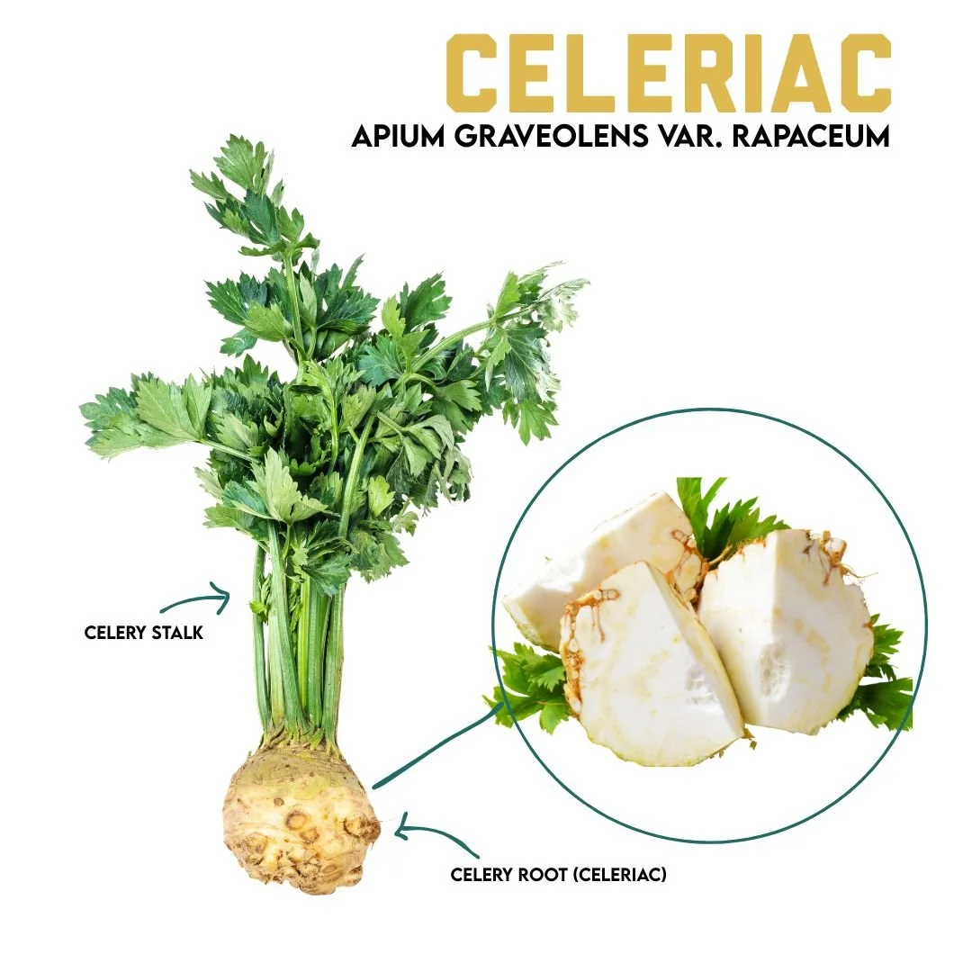 Winter Veggie Highlight: Celeriac