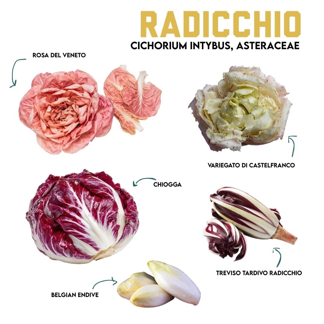 Winter Veggie Highlight: Radicchio