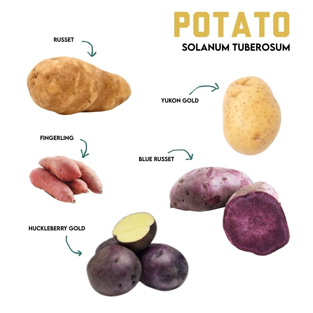 Winter Veggie Highlight: Potatoes