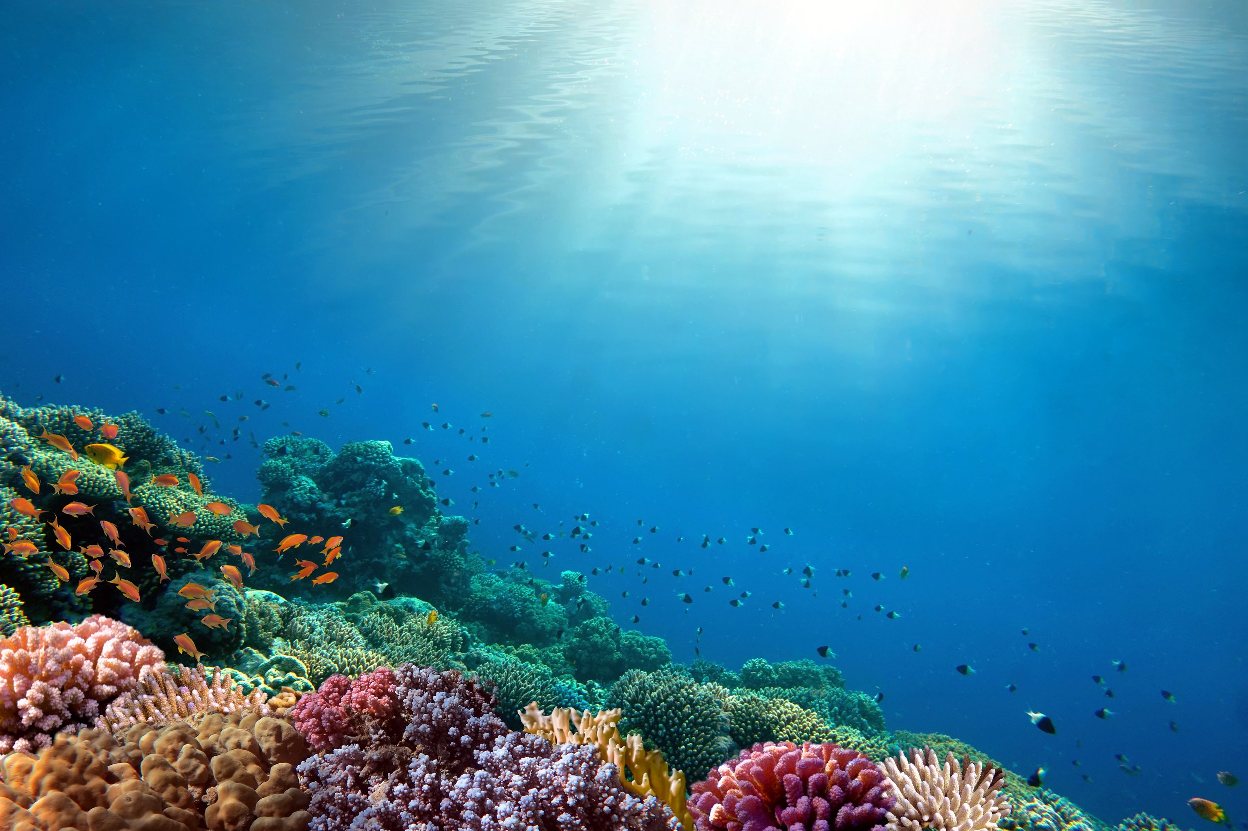 Coral-Reef-HighRes[34].jpg