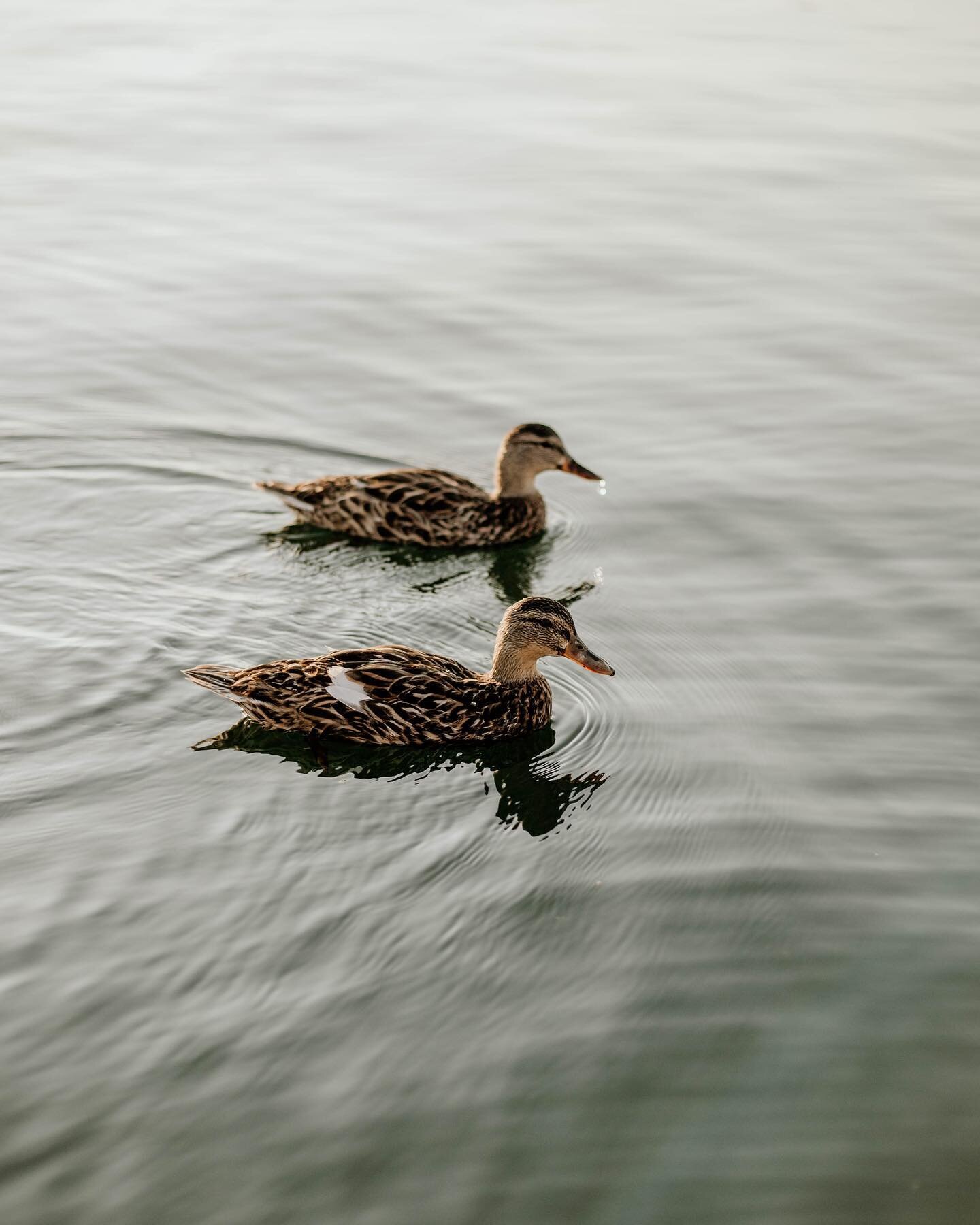 a capture from last summer &mdash; warm sun, rippling water and these cute little ducks floating along 🦆🤍