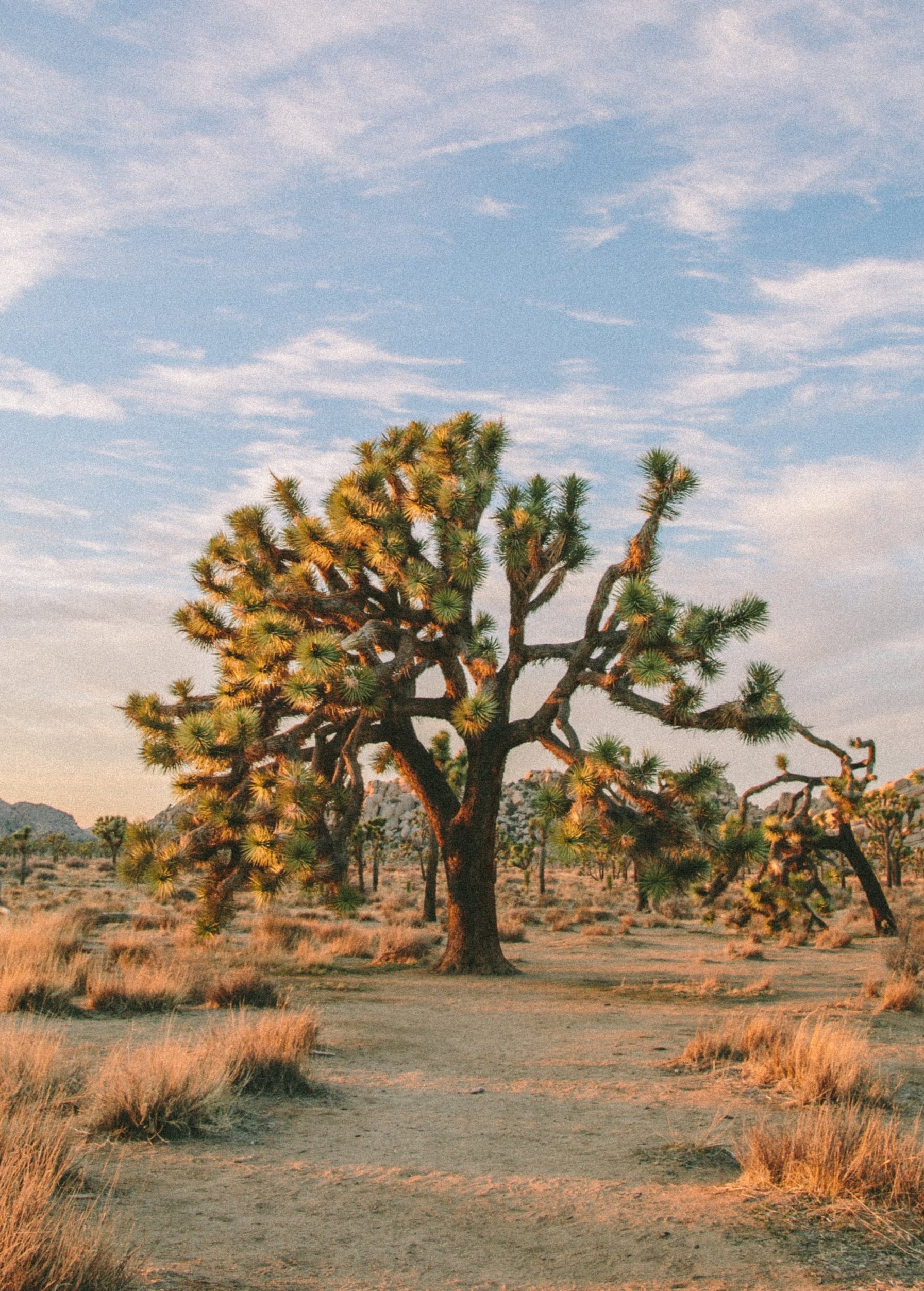JOSHUA+TREE+BIRTHDAY-5423.jpg