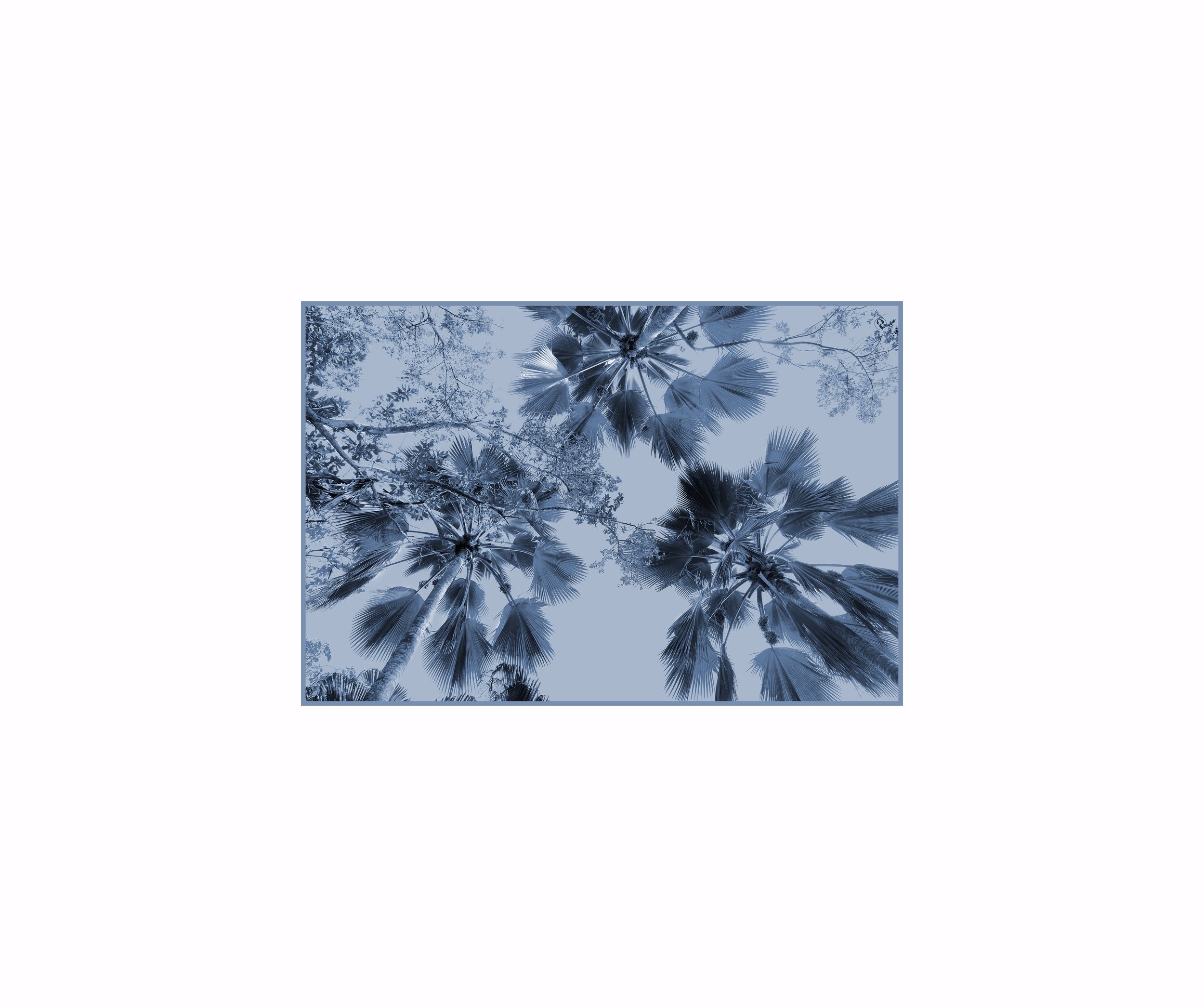 bluepalmcanvas.jpg