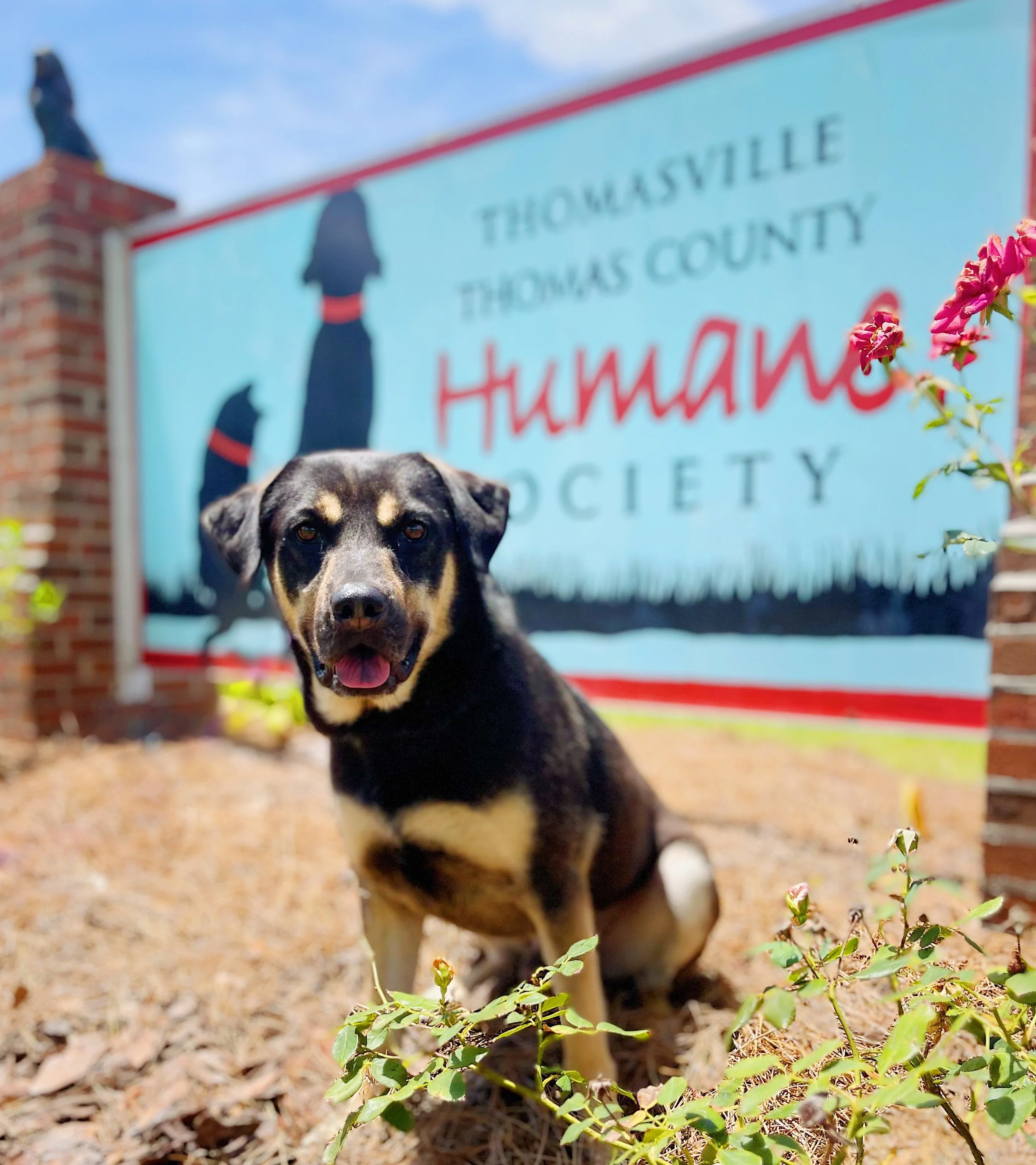 Give a Gift — Thomasville Humane