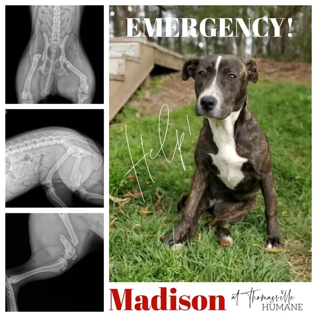 Madison spca 2025