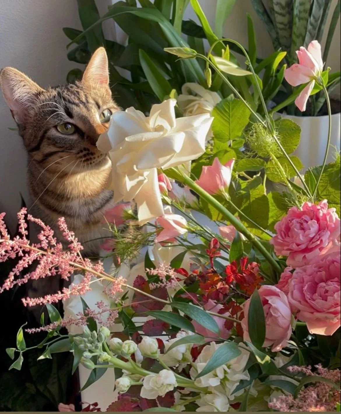 Kitty Kisses Rescue Fundraiser