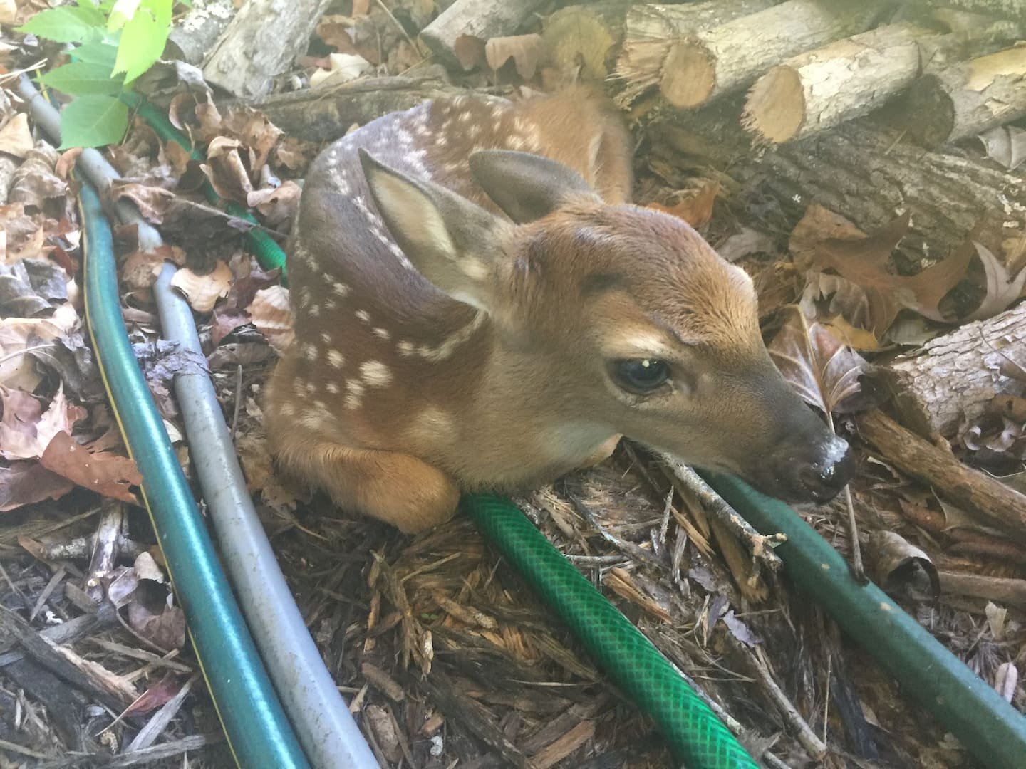 Baby deer.jpeg