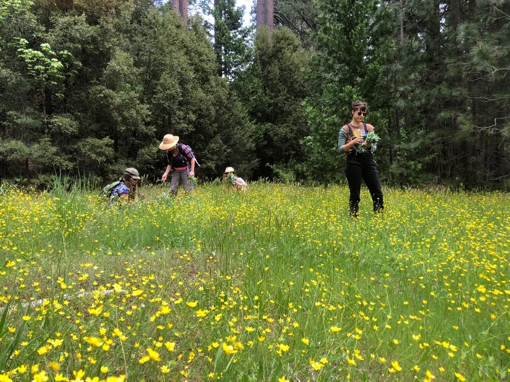 Grassroots herbalism — Northern California School of Botanical Studies