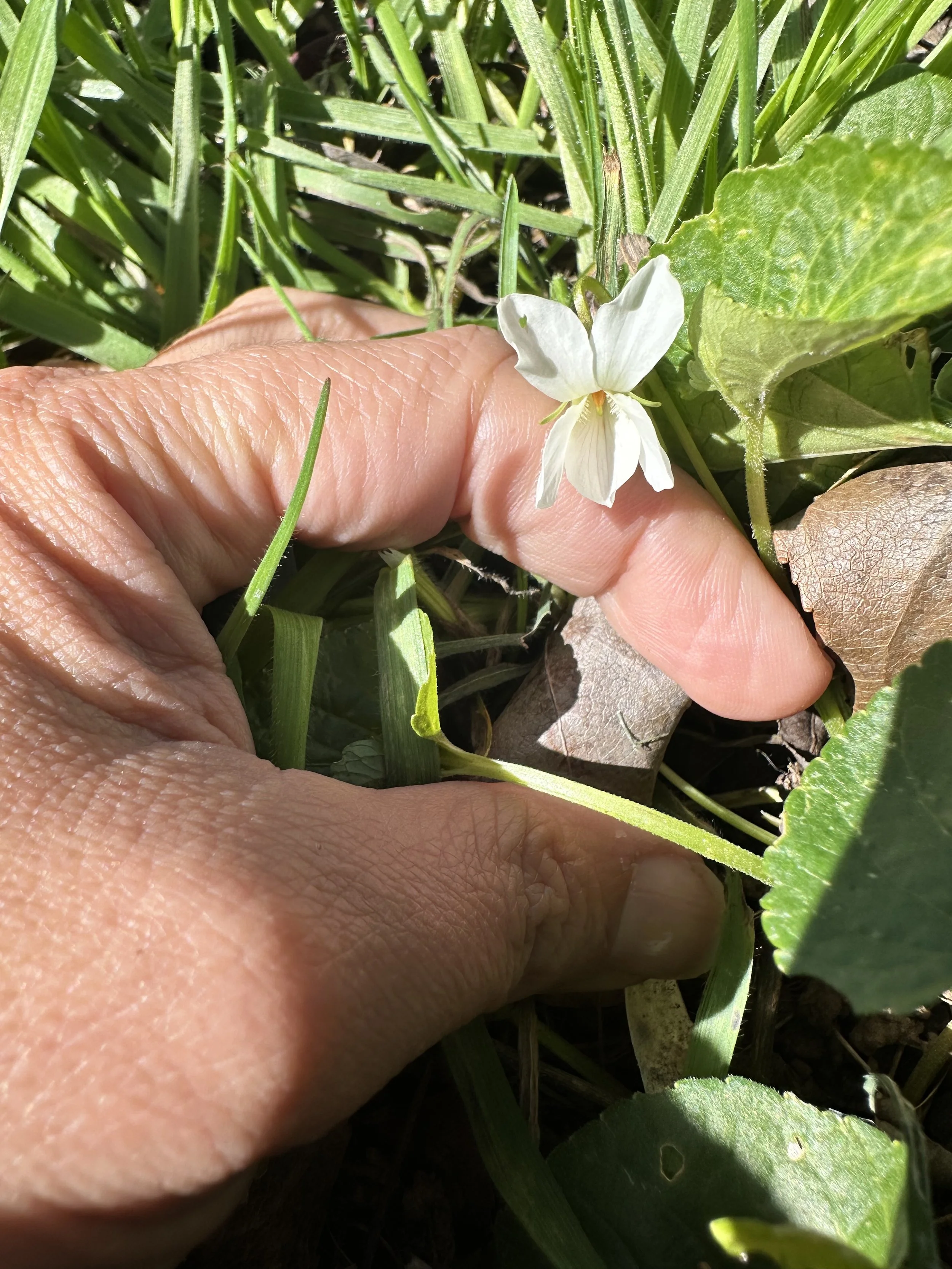 Assessing scientific research articles as an herbalist