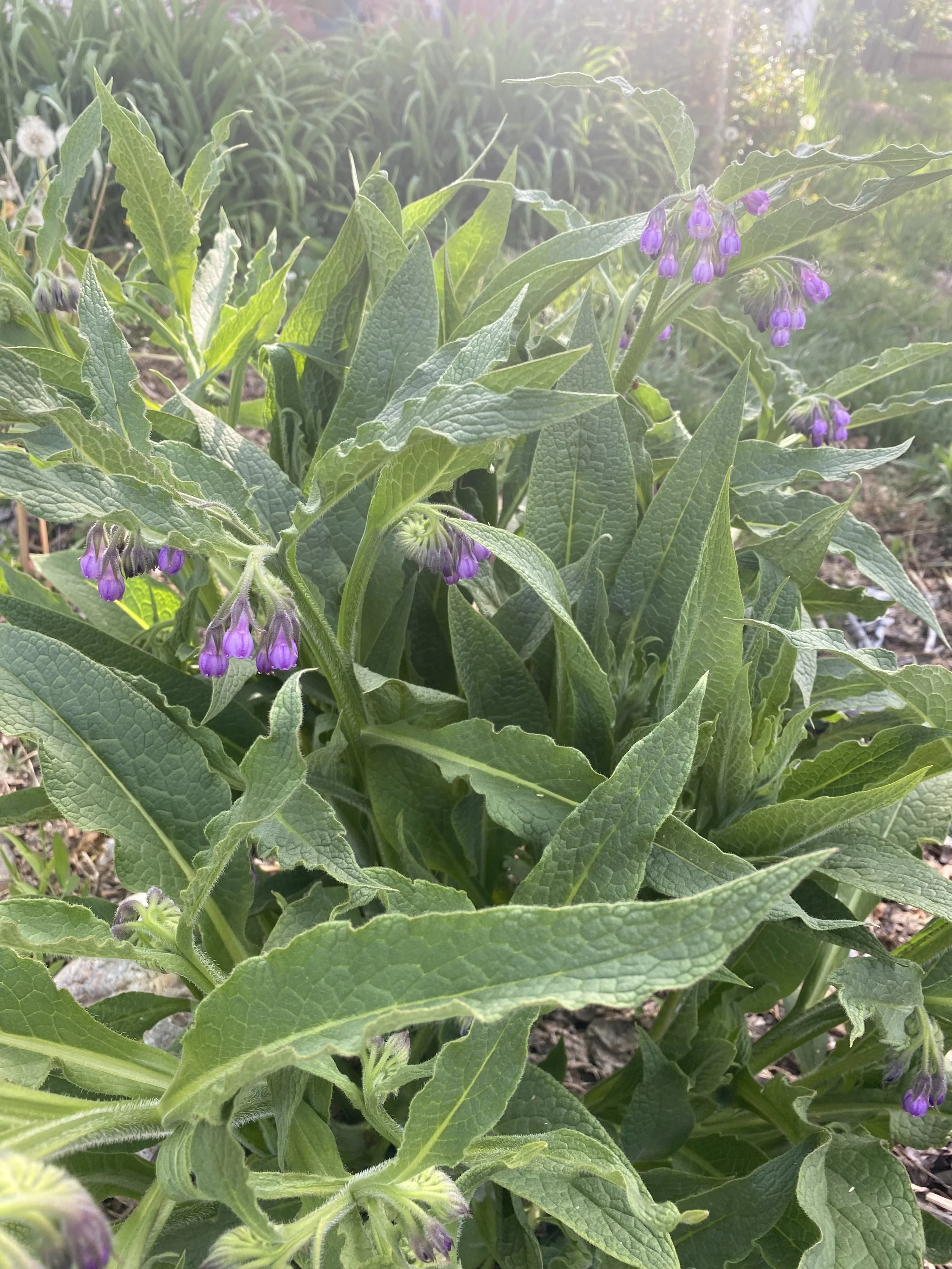 Learnskin Podcast Guest  6/13/2019