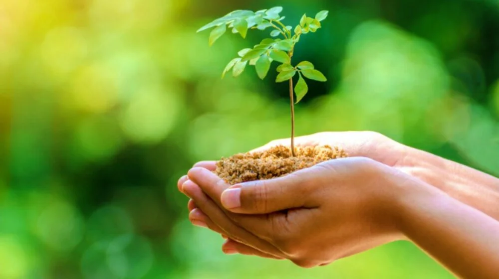 hands-trees-growing-seedlings-bokeh-green-background-female-hand-holding-tree-nature-field-grass-forest-conservation-Growing-Trees-for-Profit-dt-Feature.jpg