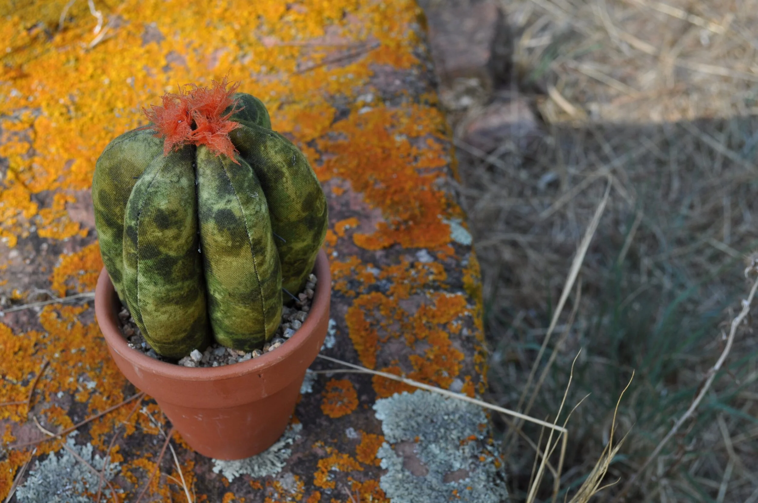 COMPLEMENTOS CACTUS OTOÑO