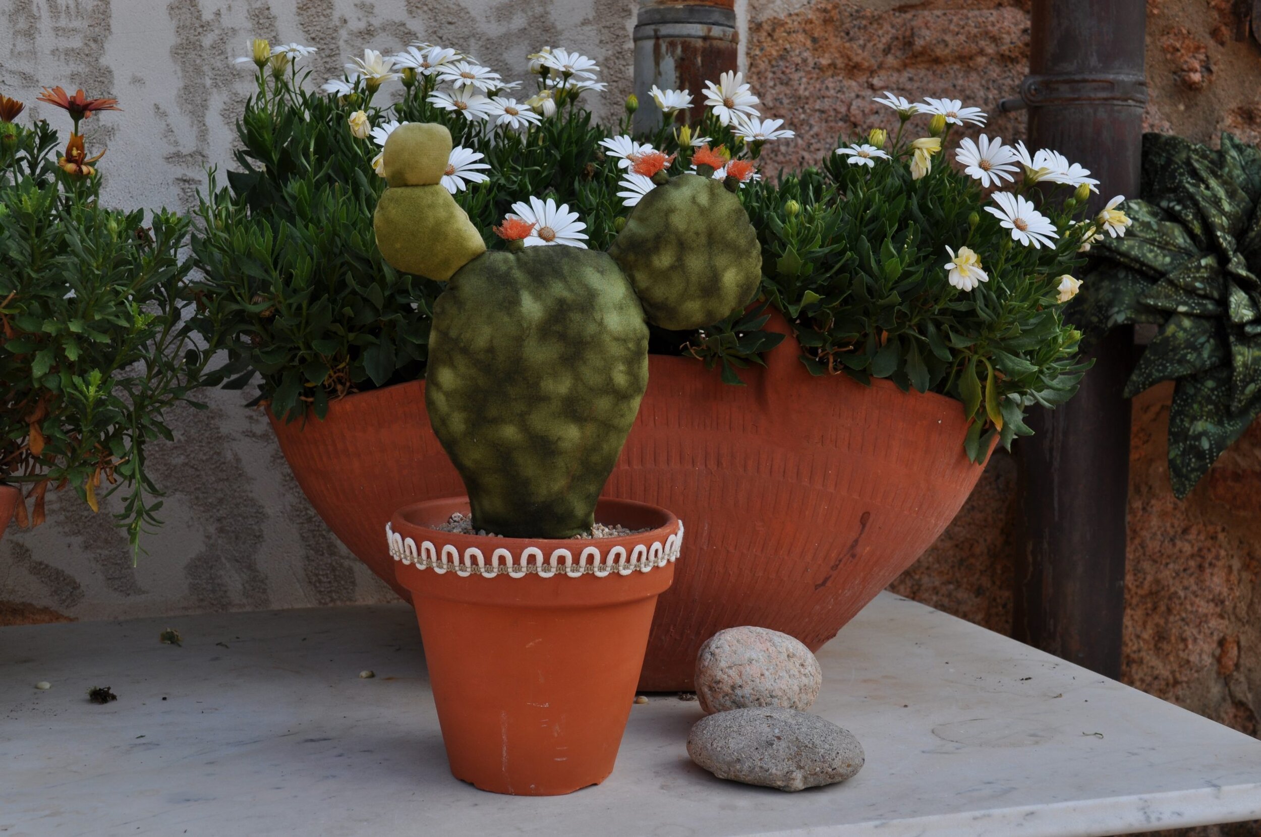 COMPLEMENTOS CACTUS CHUMBERA