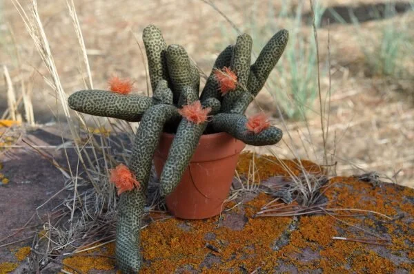 COMPLEMENTOS CACTUS DEDOS
