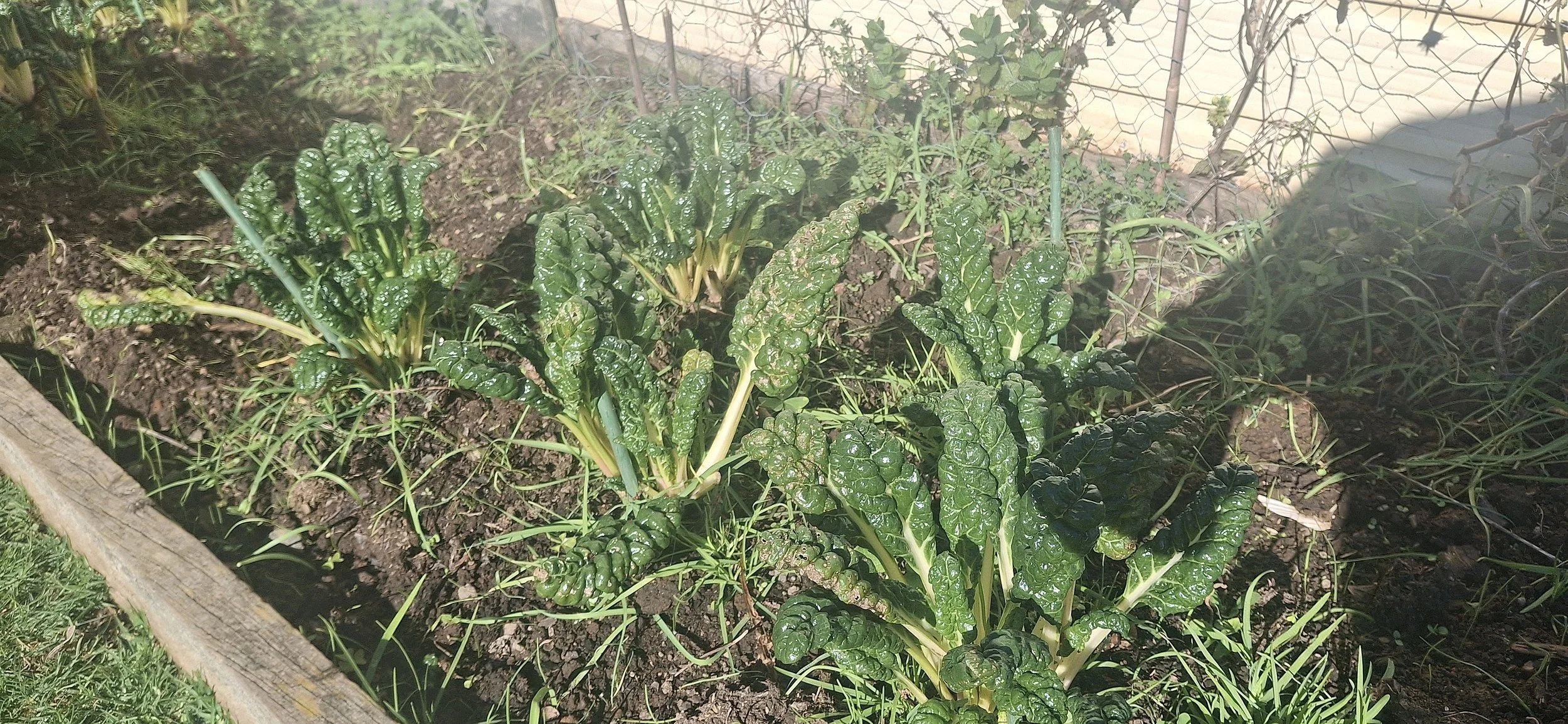 Silverbeet.jpg