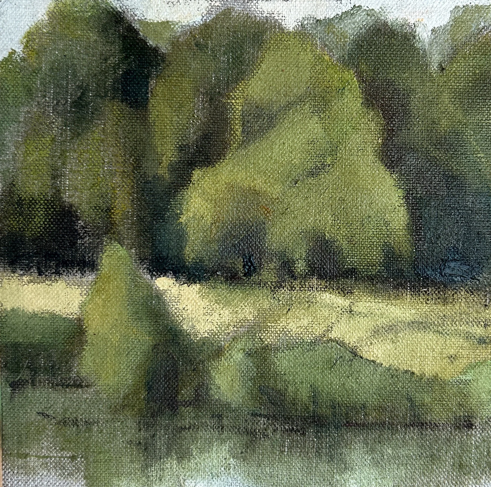 Hampstead Sycamore