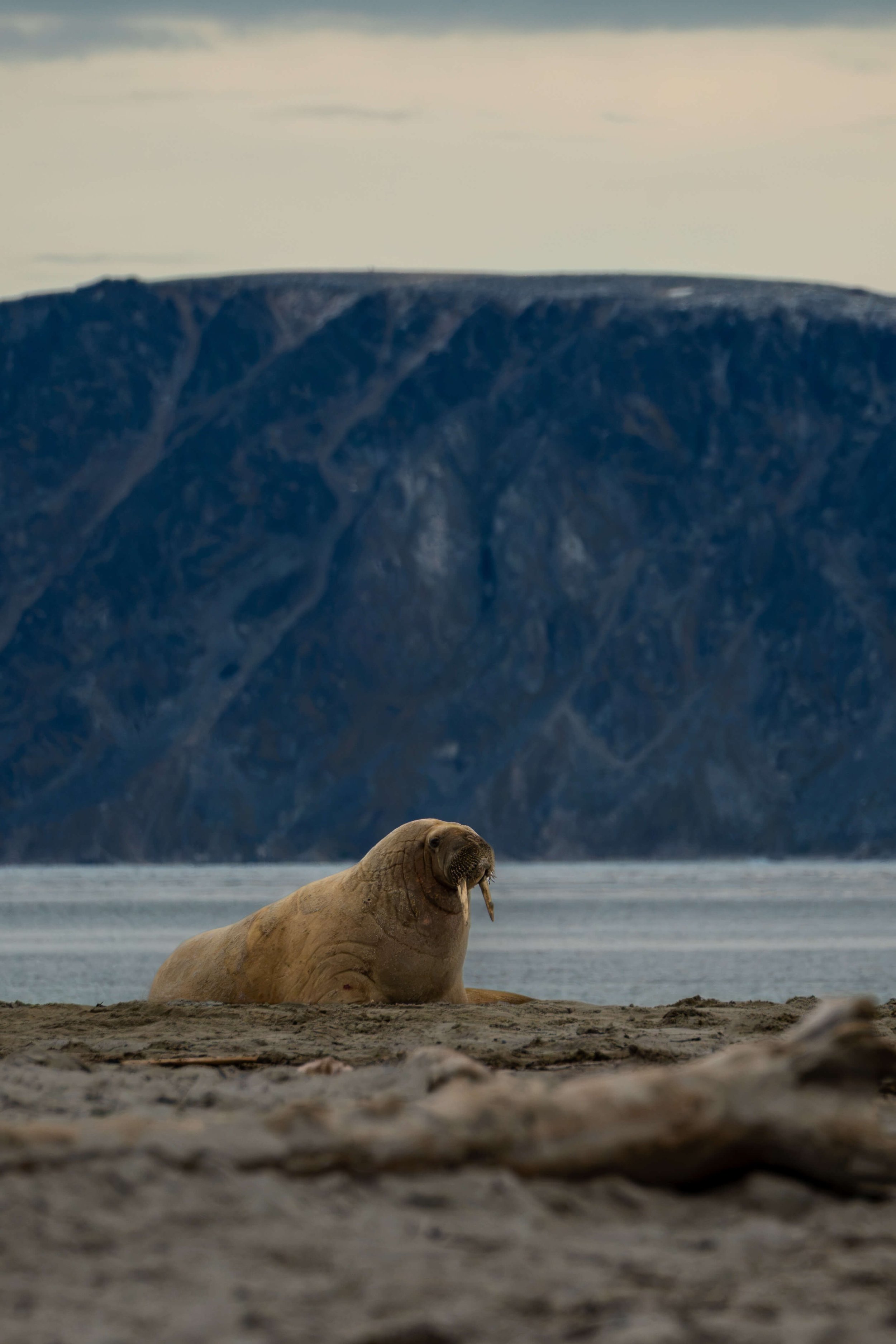 Atlas Arctic Cruise 32.jpg