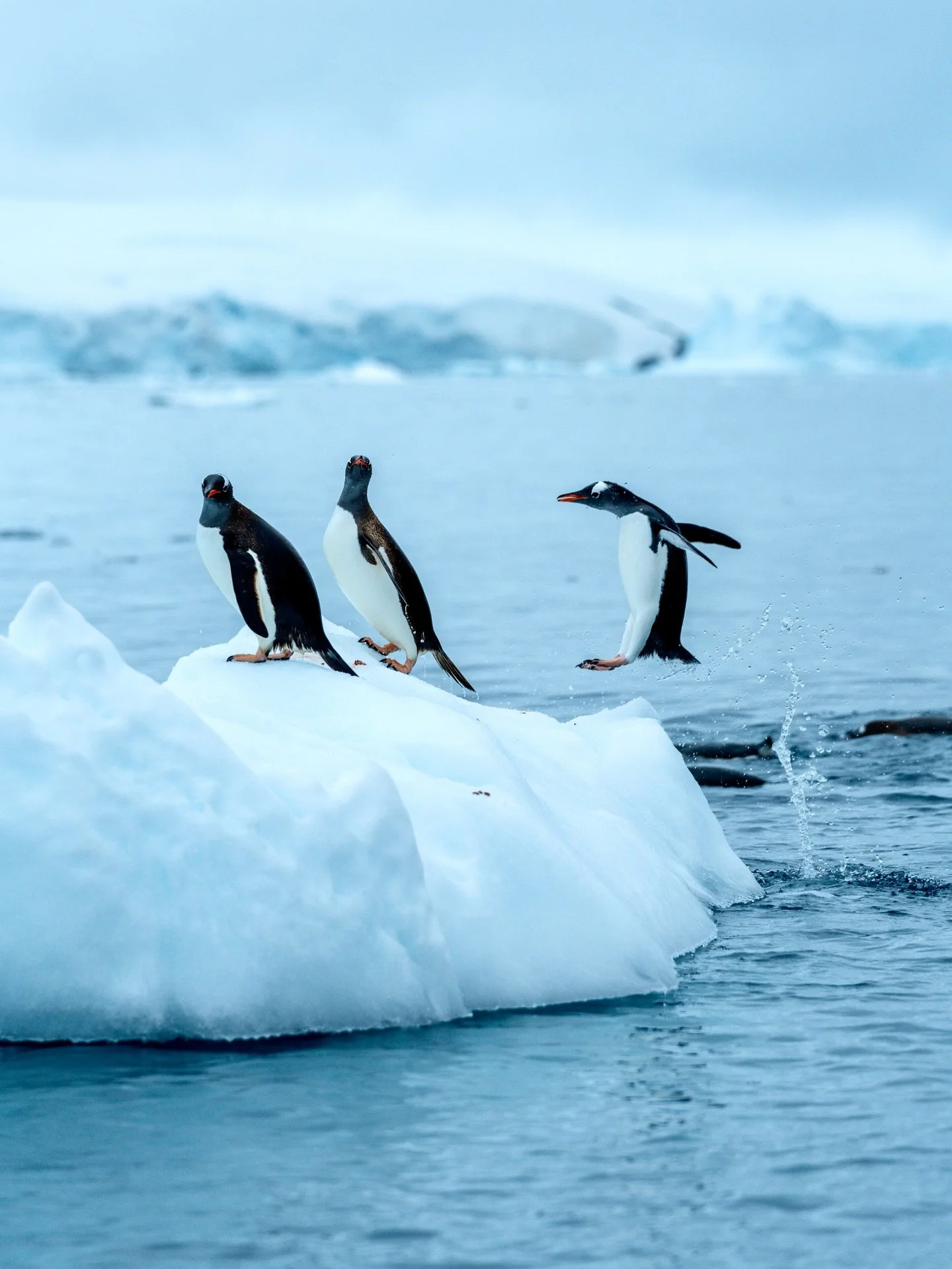 Antarctic Penguin Party Rock 🐧 

📸 @sonyalpha.anz A7IV + 70-200 f/4 GII

#Sony12DaysOfGMasterDay1