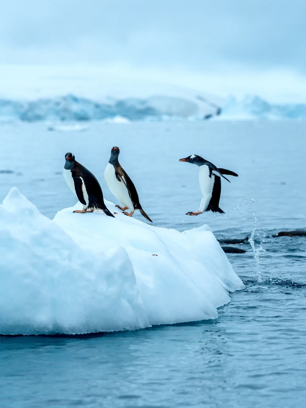 Antarctic Penguin Party Rock 🐧 

📸 @sonyalpha.anz A7IV + 70-200 f/4 GII

#Sony12DaysOfGMasterDay1
