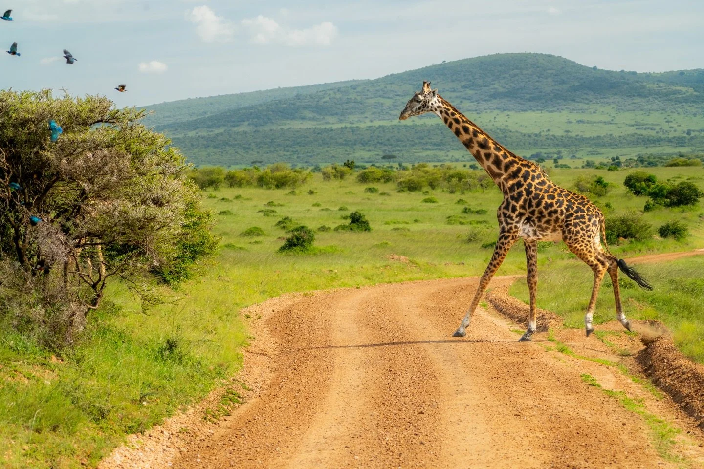 1 Year since coming face to face with these gentle giants in Africa 🐆🦓🐘🦒🦛

Few favourite photos from getting up close with some of the most dangerous animals on this planet! 

#africasafari #serengeti #eastafrica #tanzaniasafari