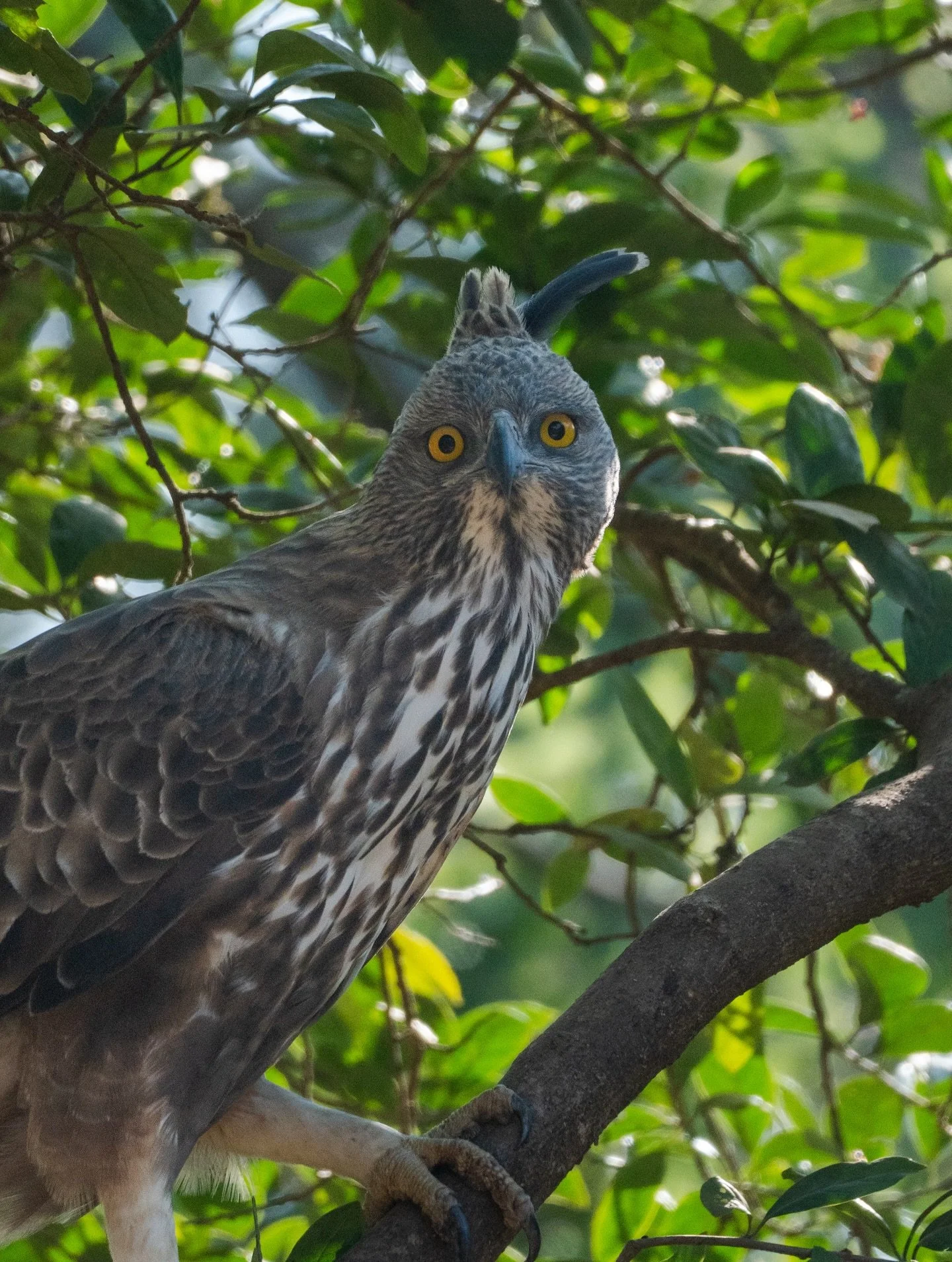 Sunrise Safari through Yala National Park 🐘 

#yala #yalanationalpark #yalasafari #srilankasafari