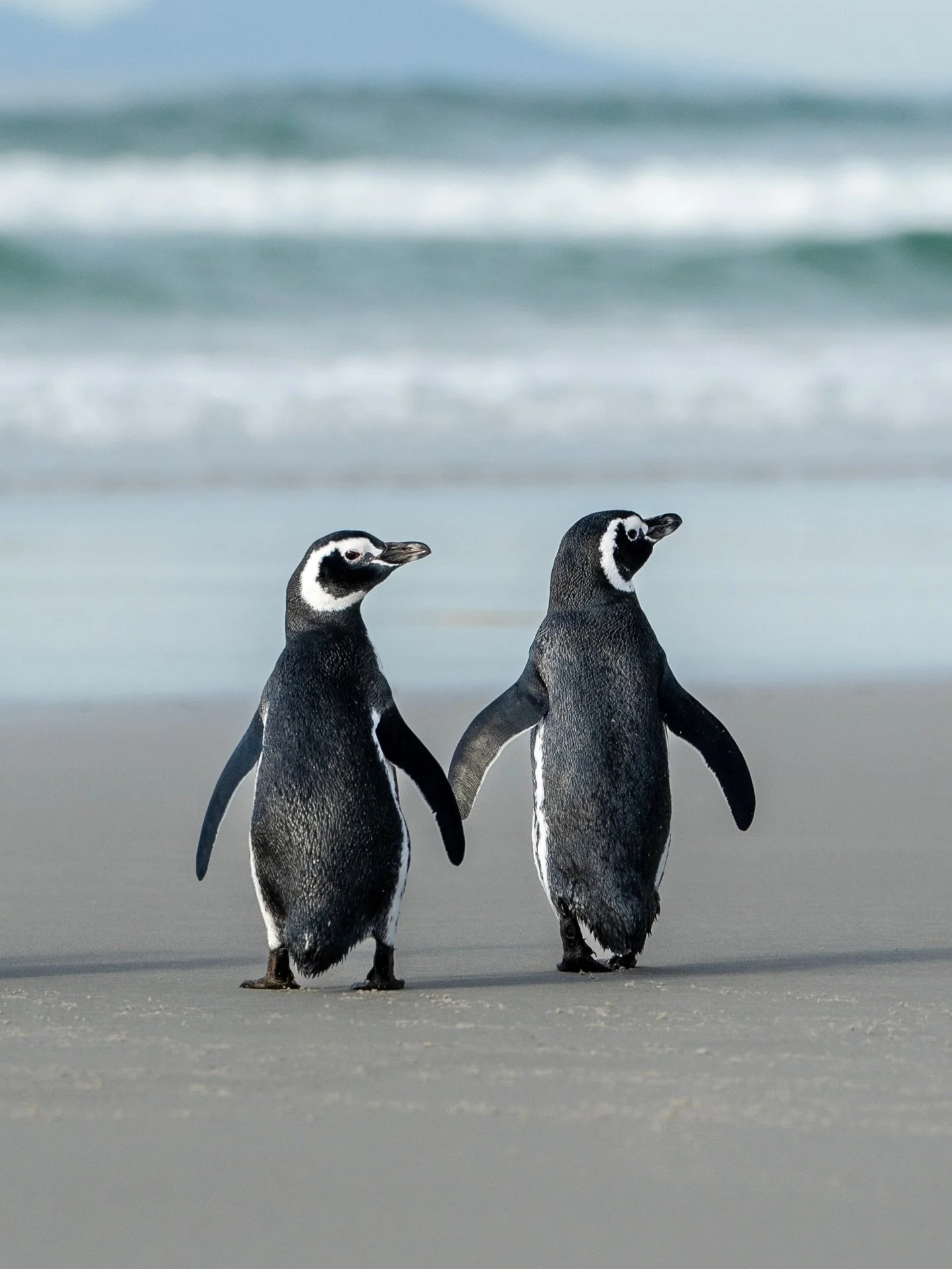 Romantics of the jungle &amp; the beach, always within an arm or a flippers reach ❤️ Happy Valentine&rsquo;s Day 🐧 🦒 🐒 🦓 🐆

#valentinesday #wildlifephotography