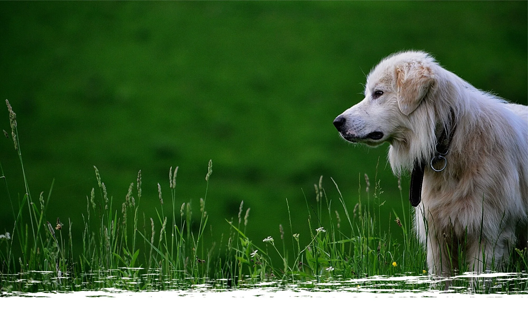 What Does Dog Walk Slang Mean