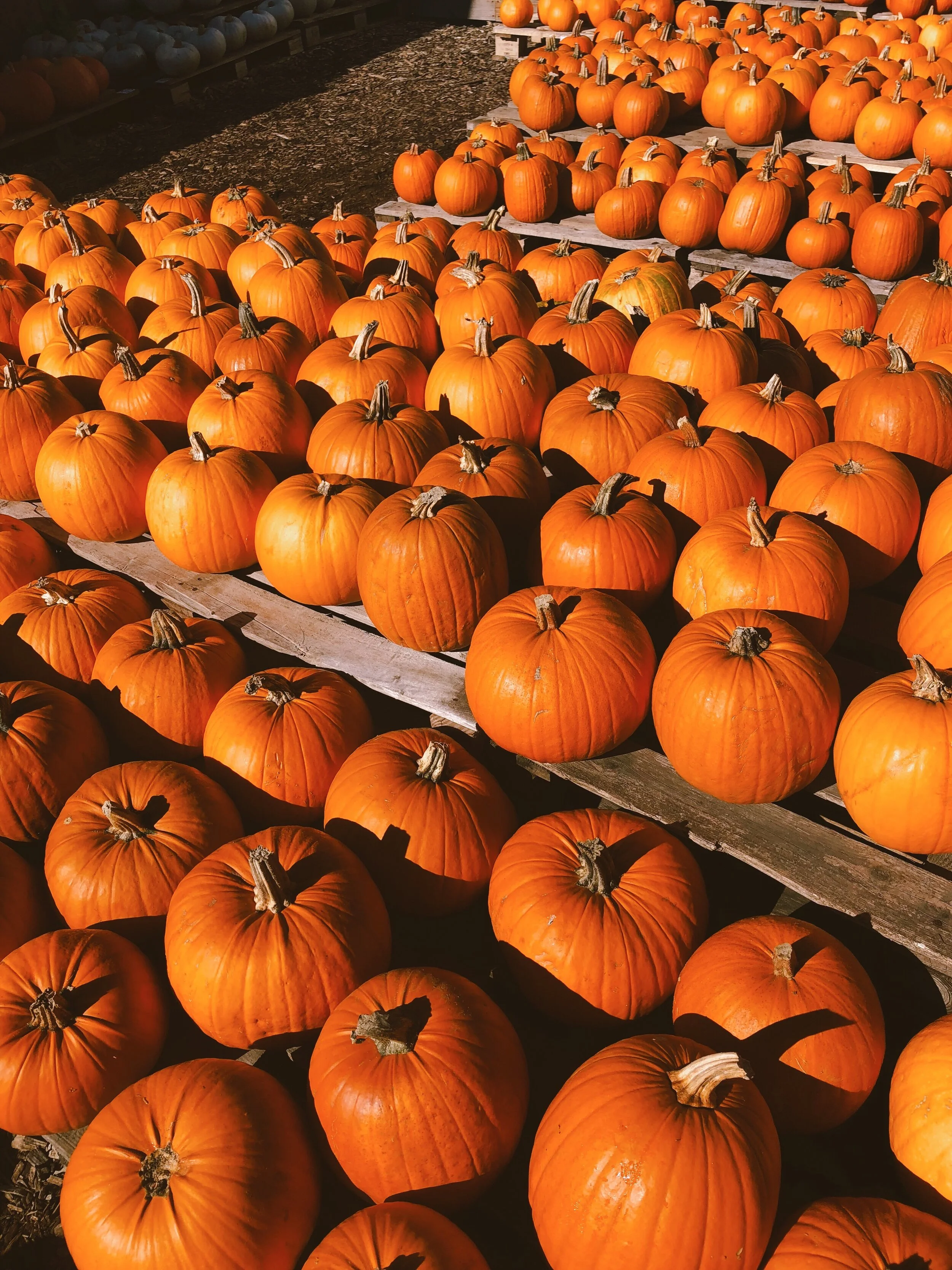 Halloween, but make it green