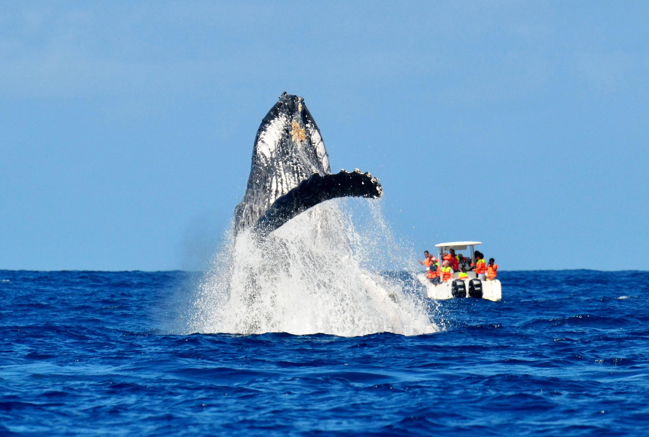 Saut de baleine à bosse au large de Sainte-Marie