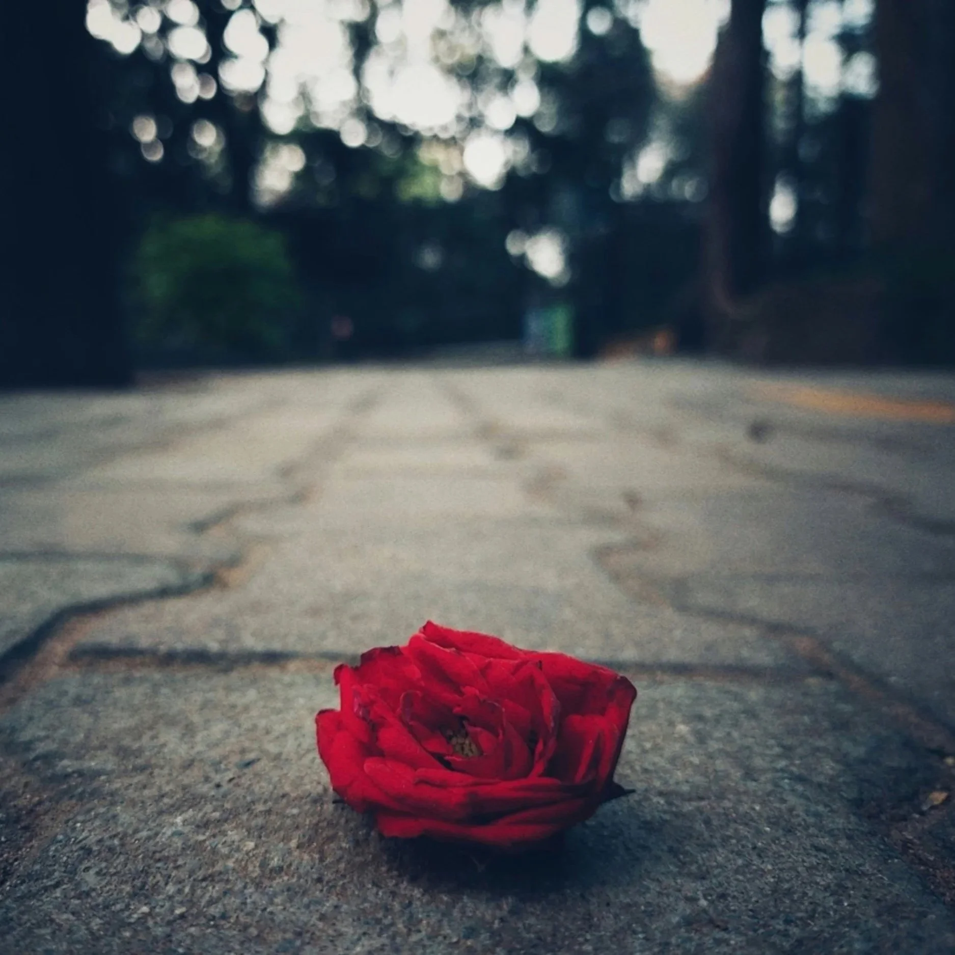 Warm Hearts in Cold Streets, Growing Roses Through Concrete