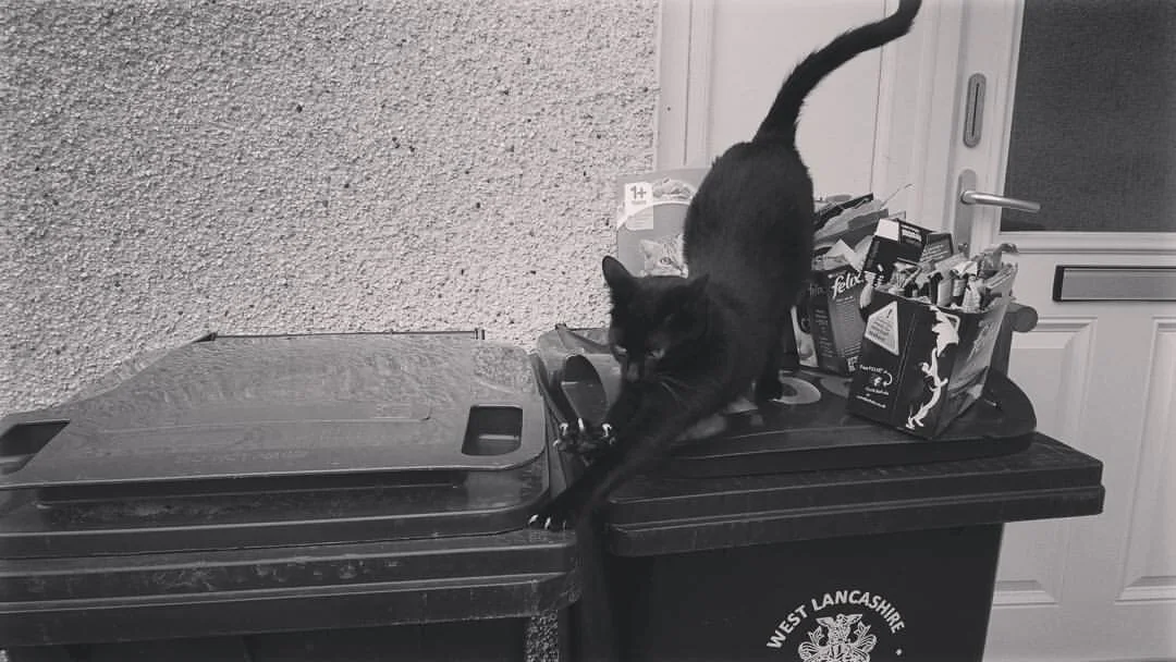 Purrfender of food and justice.jpg