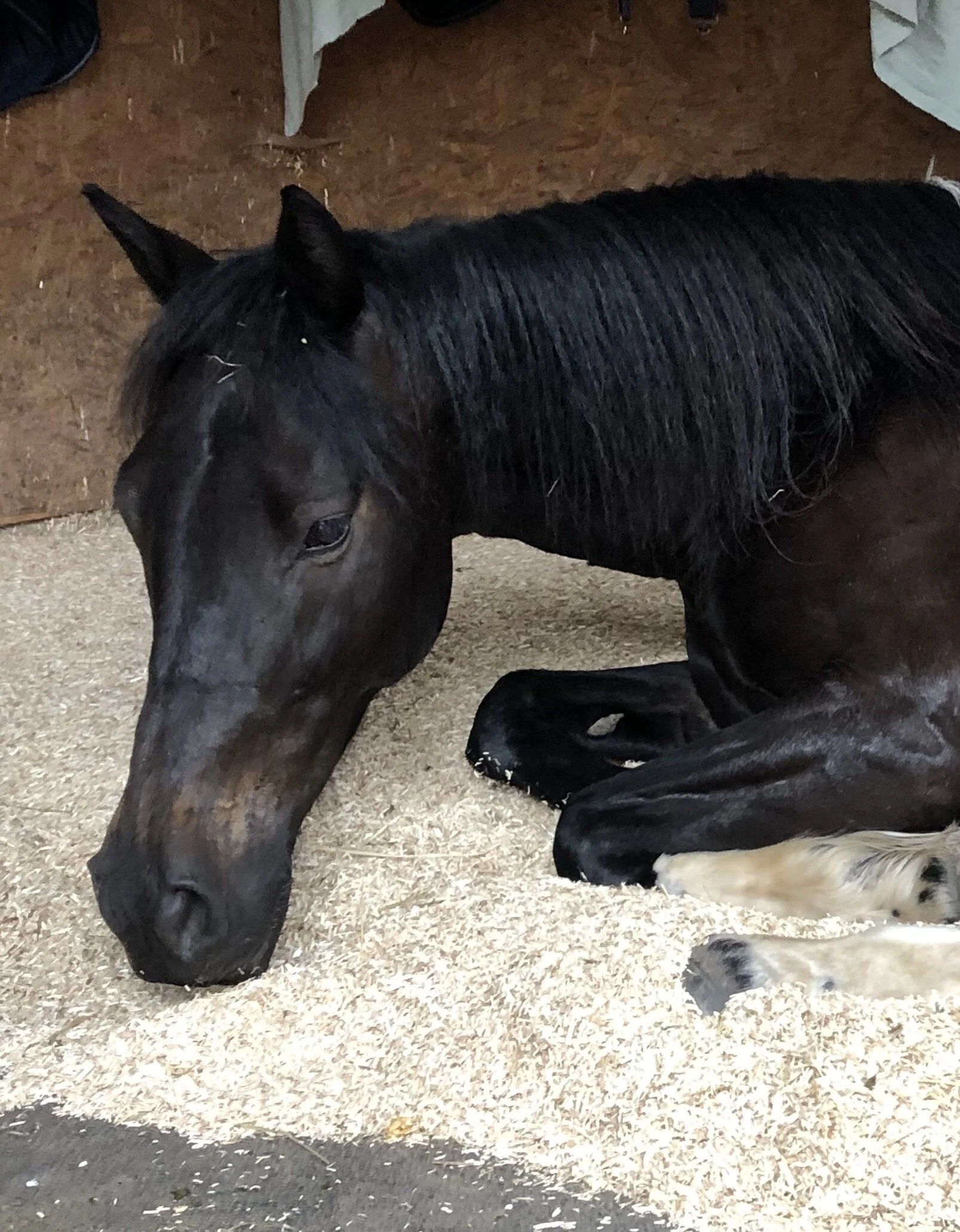 Testimonials — Clappers Farm Livery Yard