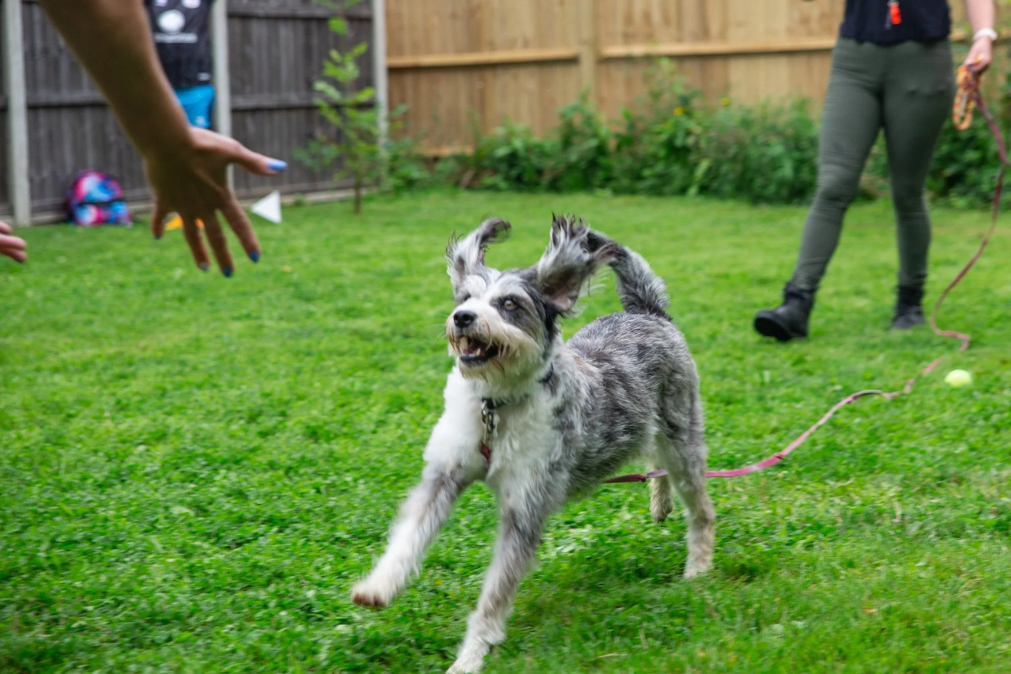 Puppy and Dog Training Classes in Cuckfield, Haywards Heath Teaching