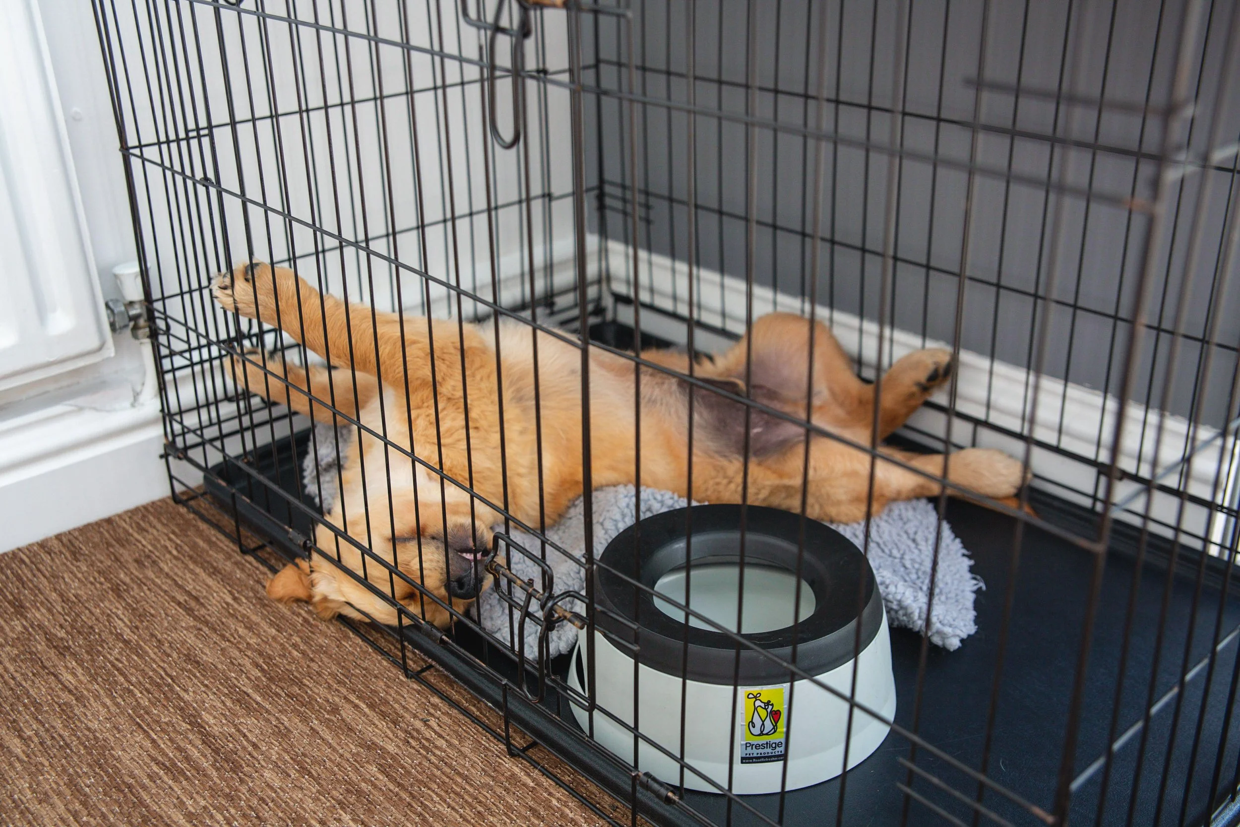 Crate Training Tips Essential Tips for Your Puppy or Dog — Companion