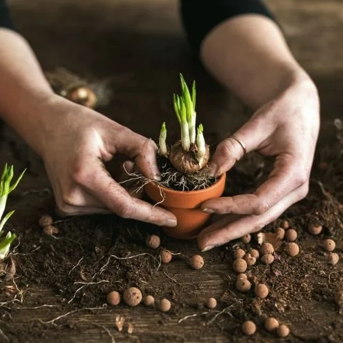 Planting Seeds of Intention