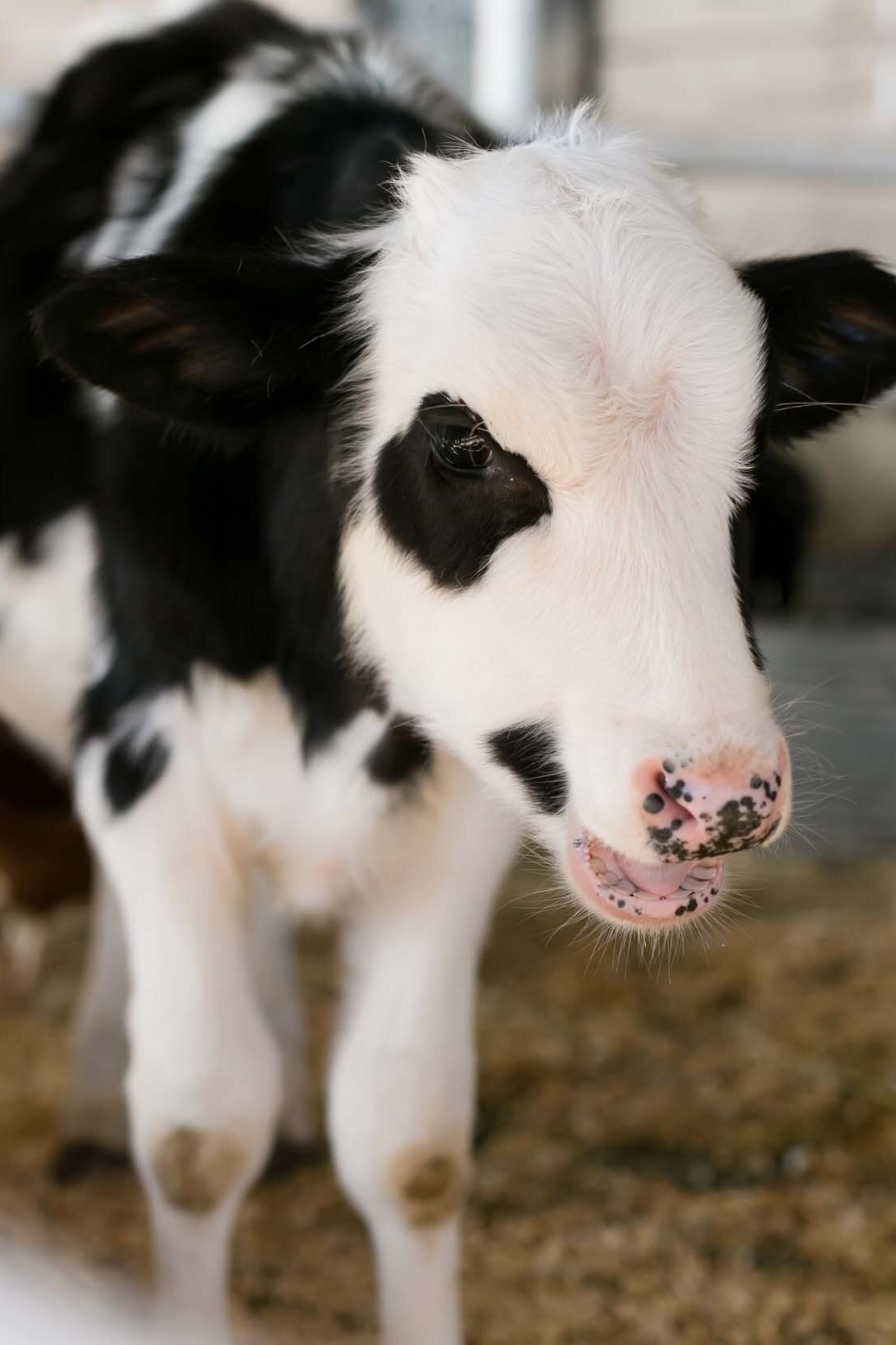 Closeup of Cow in Barn