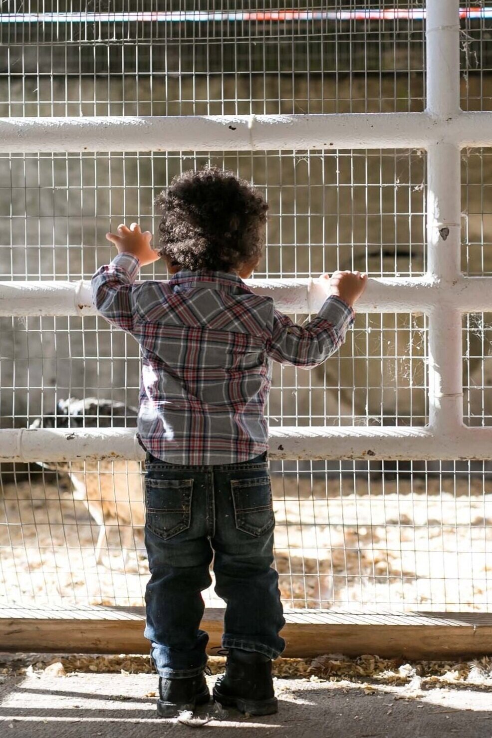 Little Boy Grabbing Animal Cage Looking at Farm Animals