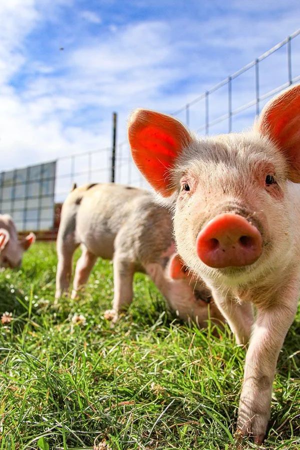 pig-closeup-web.jpg