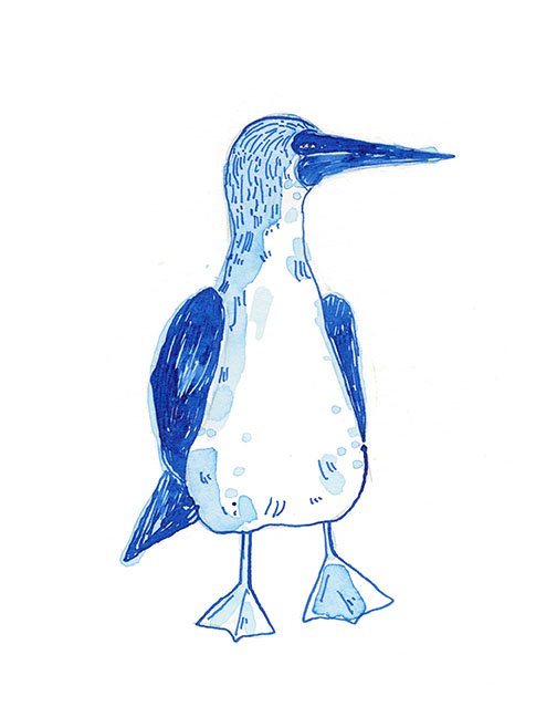 blue footed booby-small.jpg