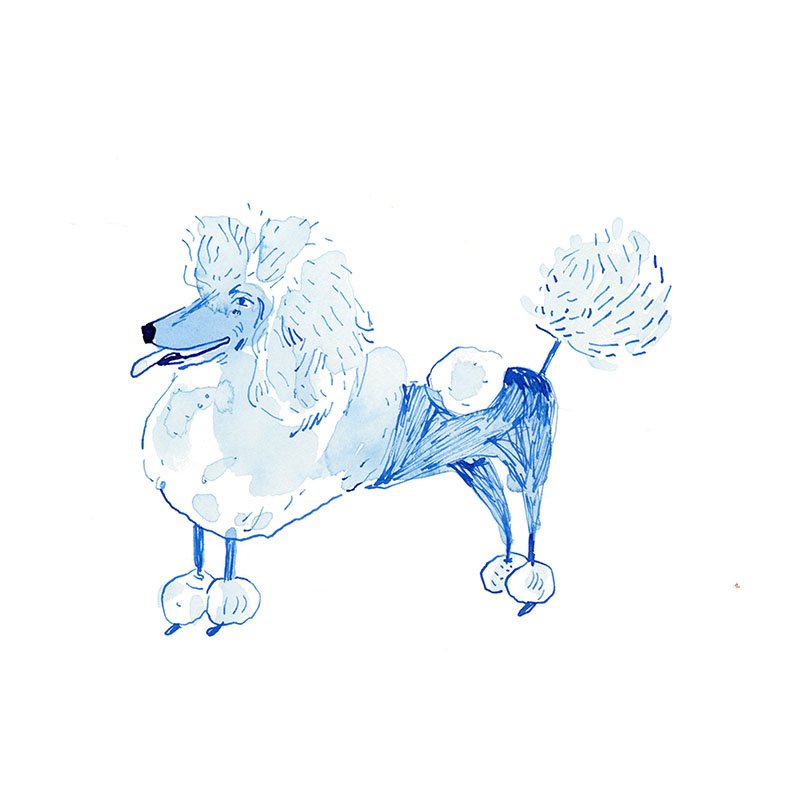 poodle-small.jpg