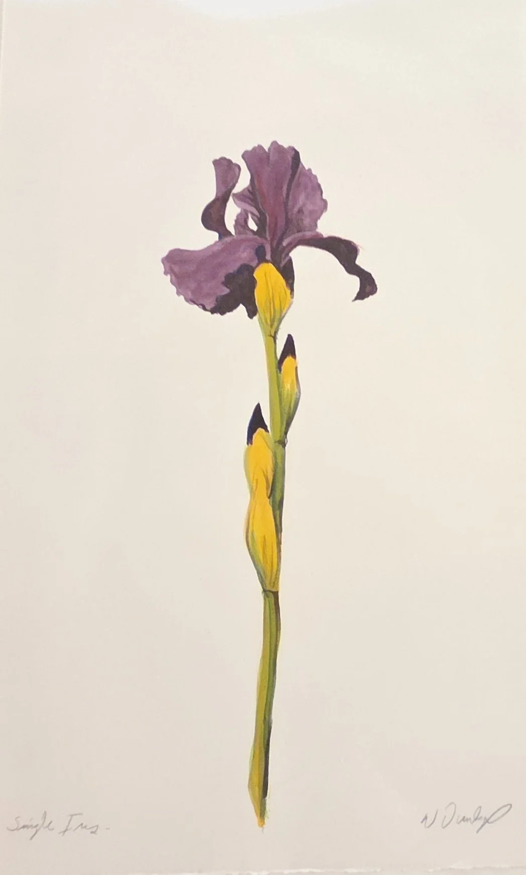 William Dunlap, Single Iris, 17x26, mixed media on paper