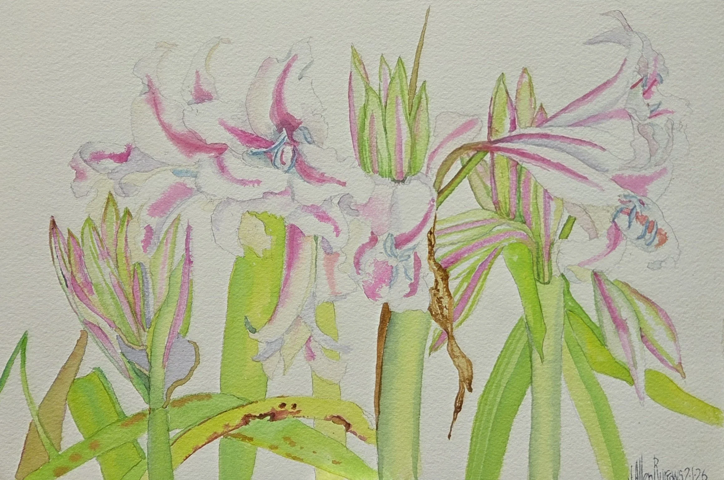 JAB117- Drivin' and Crinum, 11x7.5, watercolor