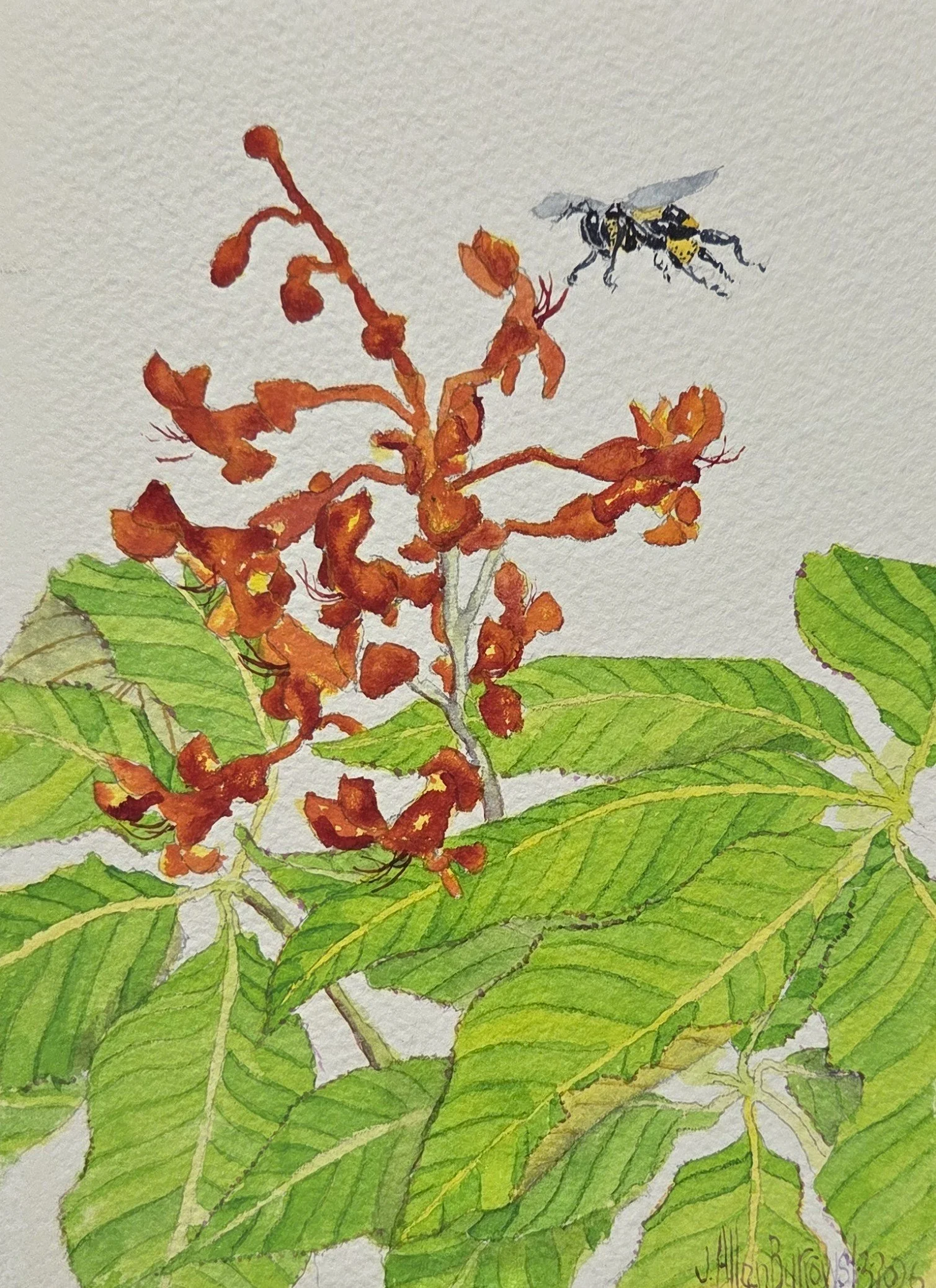 JAB115- Aesculus Upstairs, 5x7, watercolor