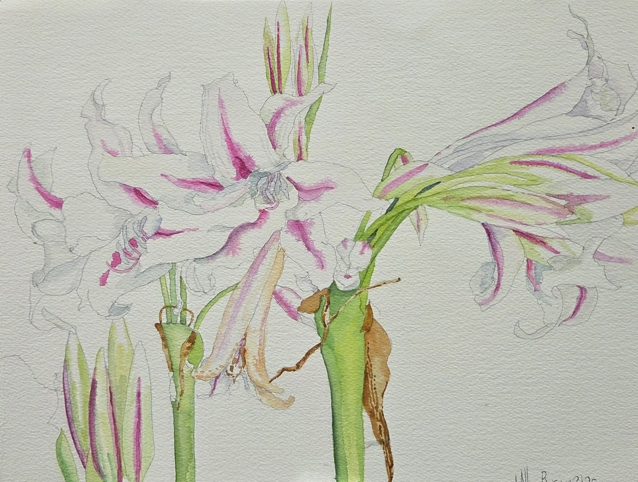 JAB118- Mixed Drink, 11.5x9, watercolor