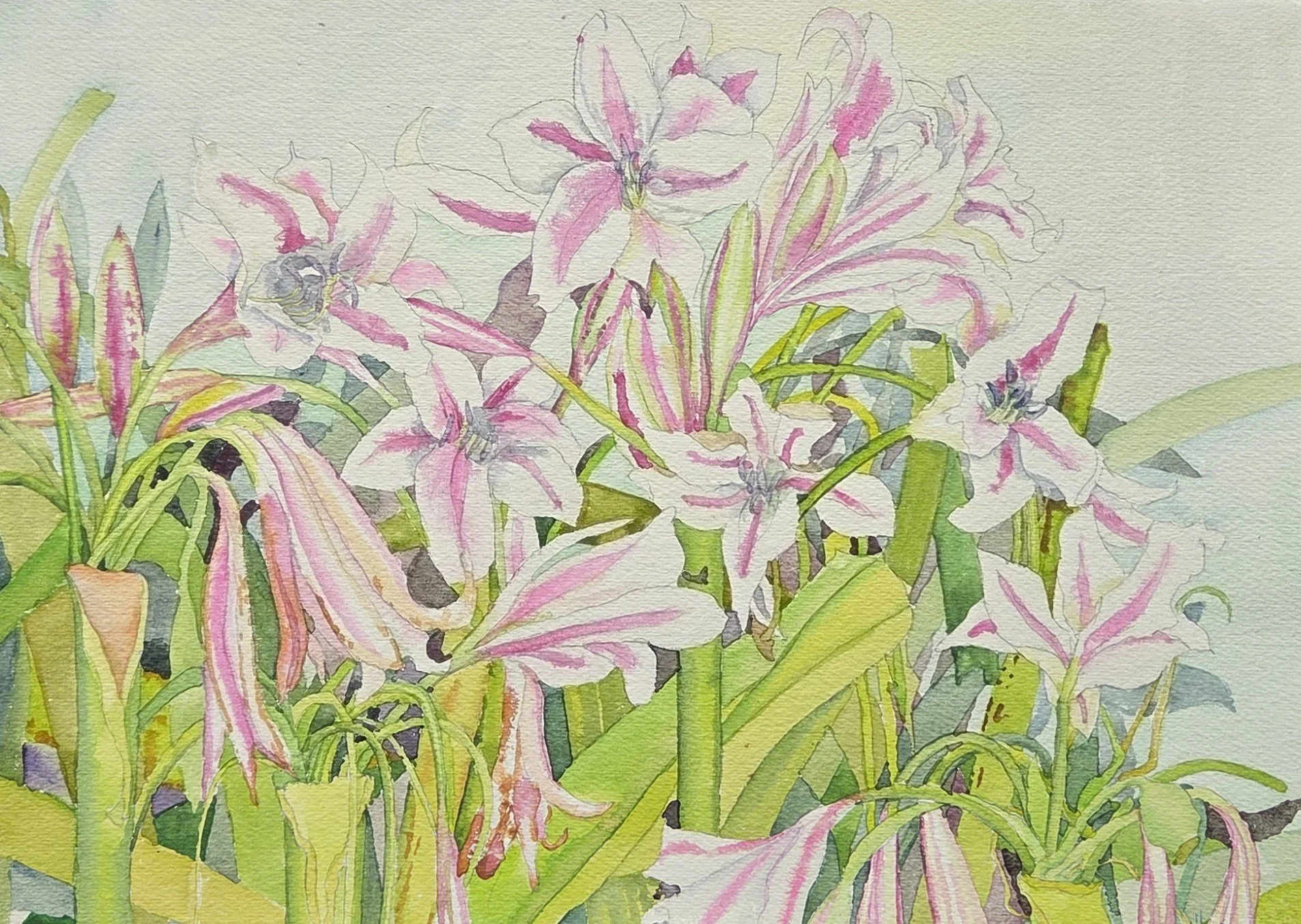 JAB119- Crinum Me a River, 12.5x9, watercolor