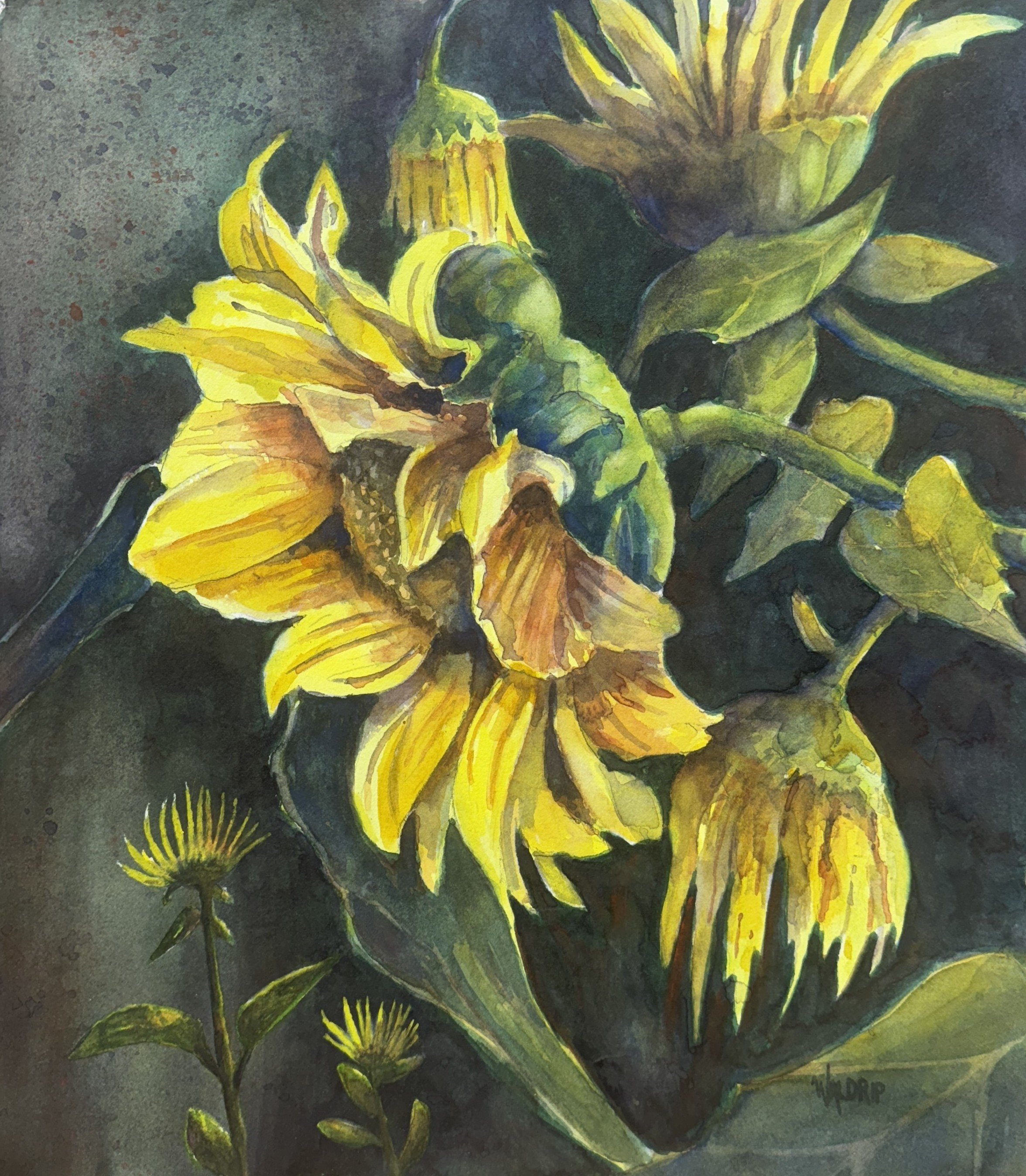 DW474- Sunflowers, 13x15, watercolor