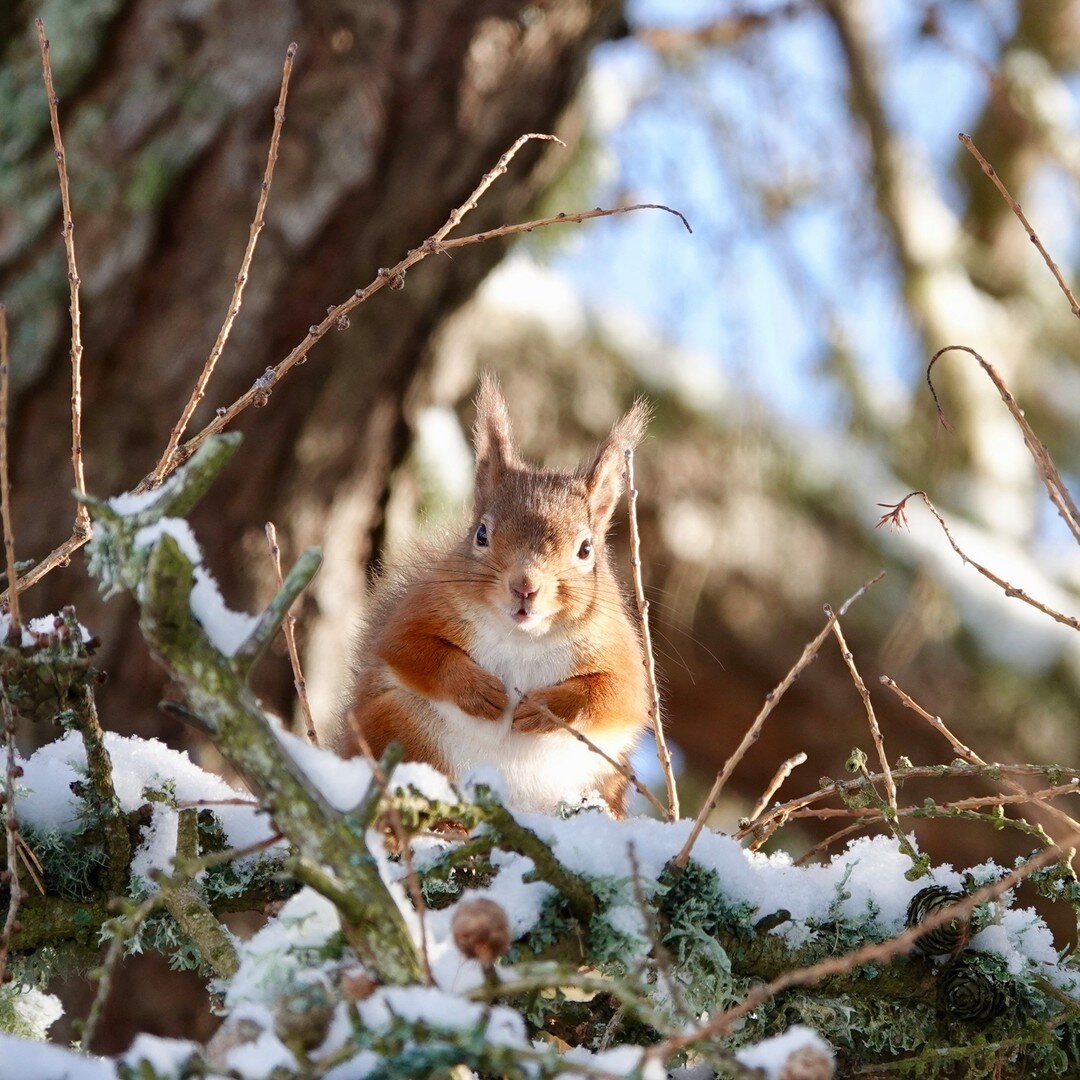 Cape Wrath and our @capewrathoysters farm has few trees so an unlikely habitat for the rare Red Squirrel, but I couldn't resist sharing this one who's space we share nearer home. The whiskers are great!  We provide nuts, seeds and have planted hazels