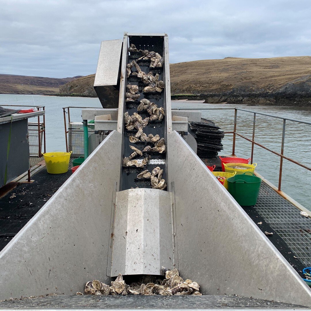 Did you know that oysters need grading as they grow, to keep the same size class together, to help keep the right stocking density, and make harvesting more efficient? The grading machine on our barge takes oysters up an elevator onto the grading tab