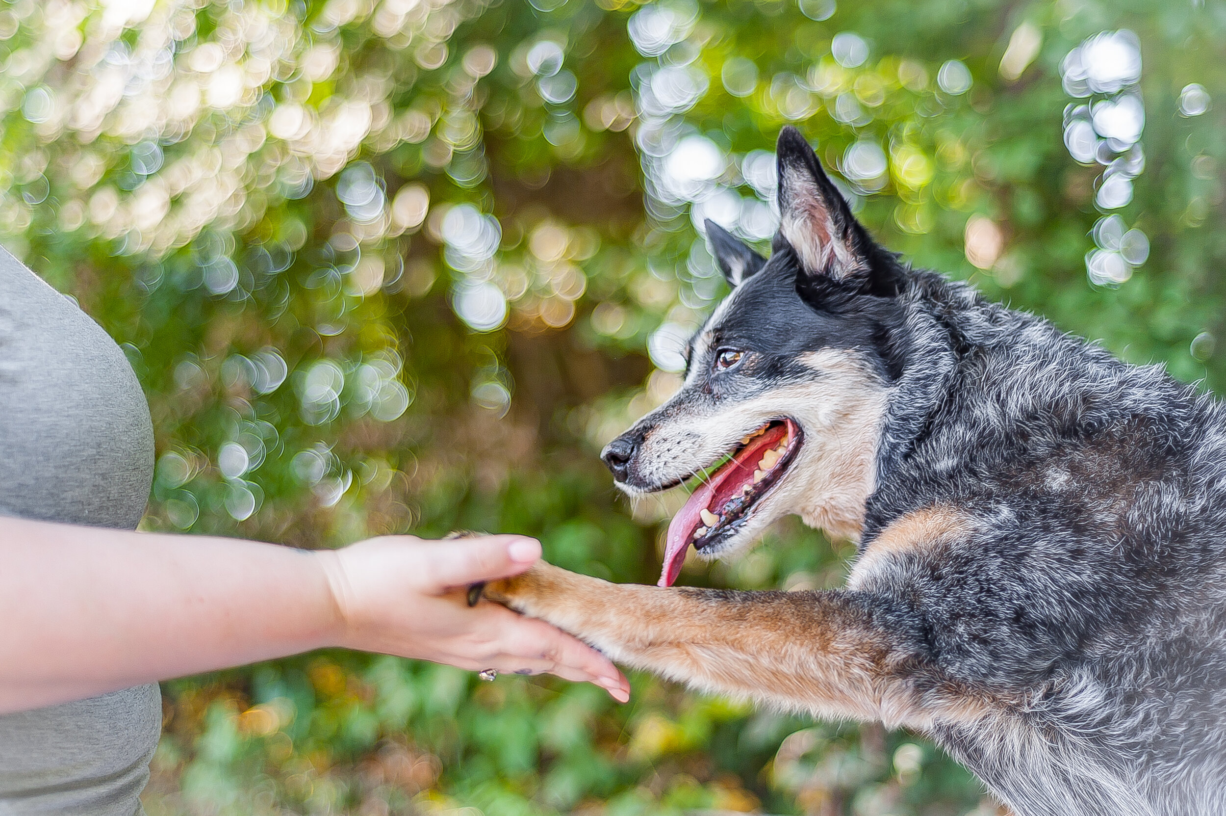 Course Paws Services 2 — Professional Paws Academy