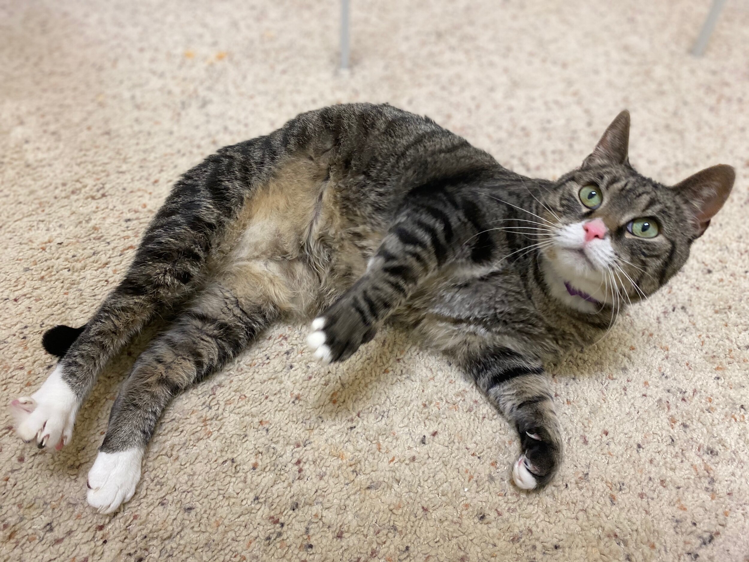 How to Choose a Pet Sitter